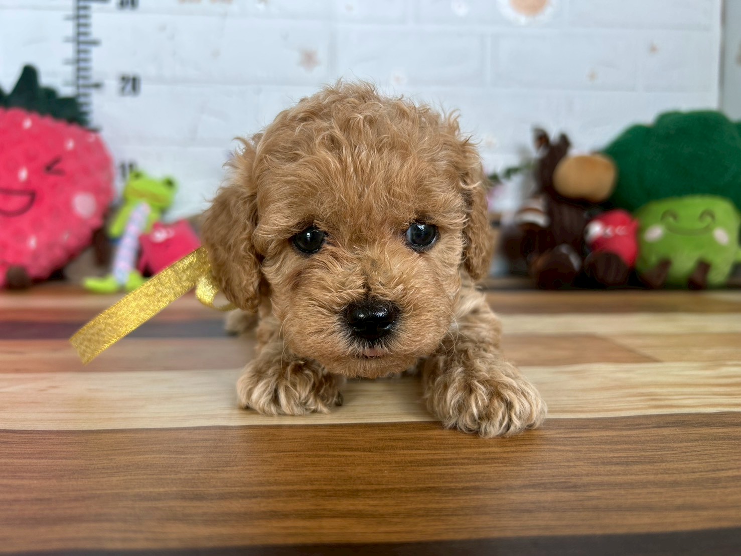 トイ・プードル