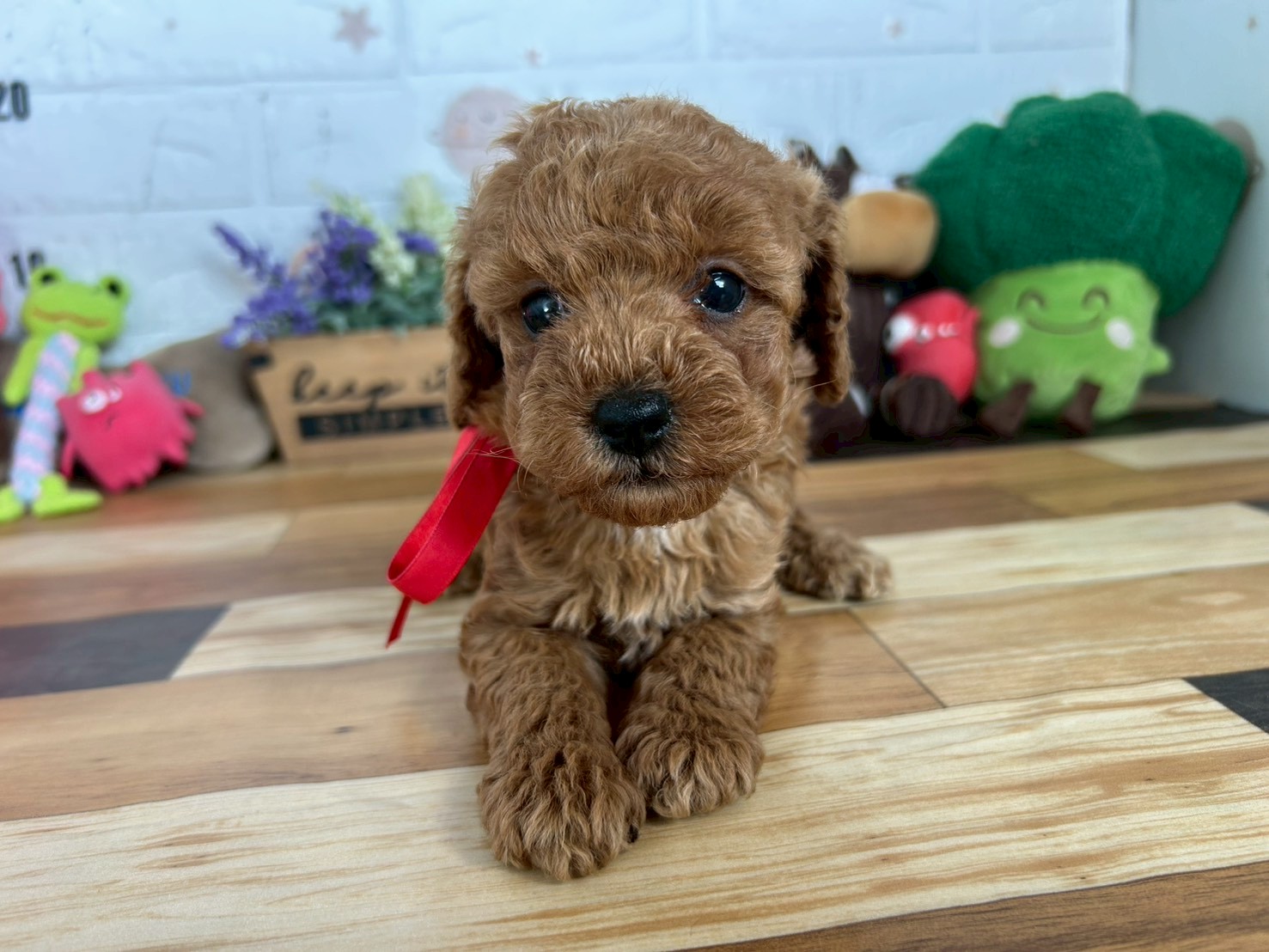 トイ・プードル