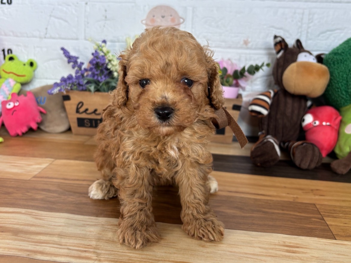 トイ・プードル