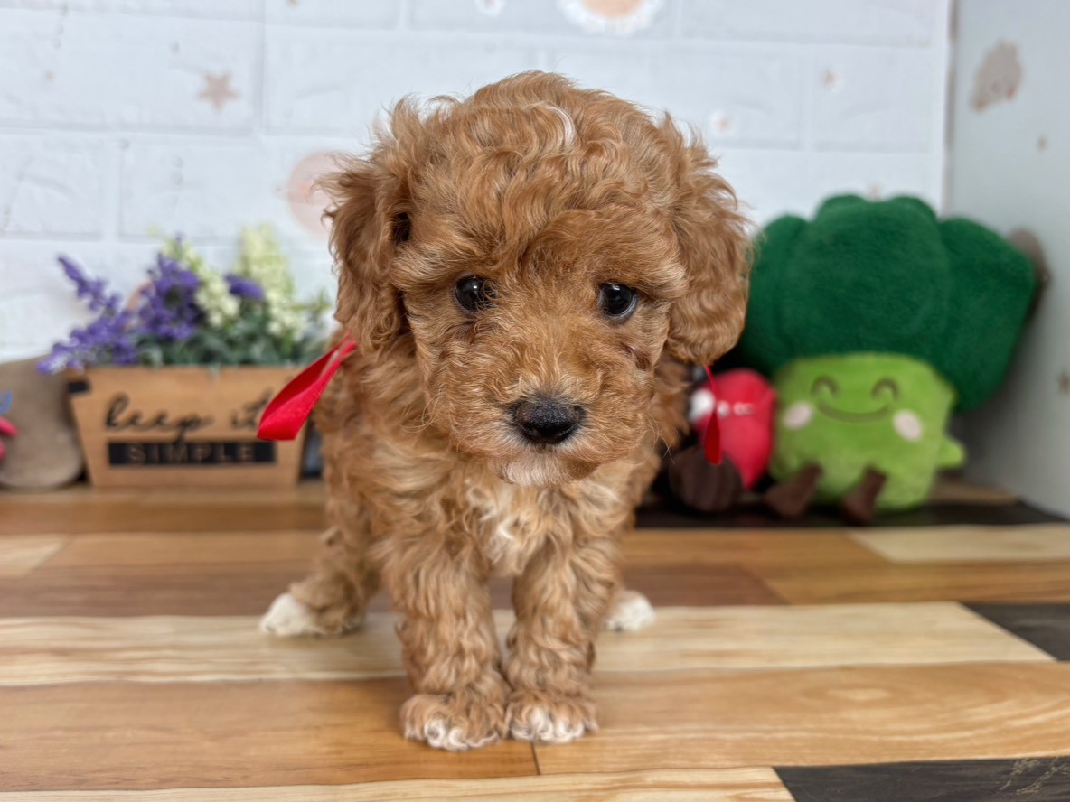 トイ・プードル