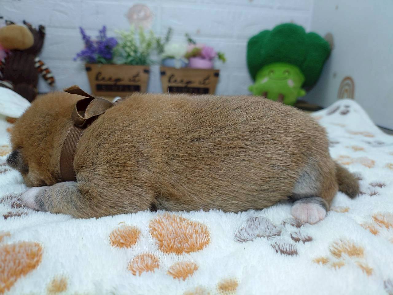 赤ちゃん写真1-2