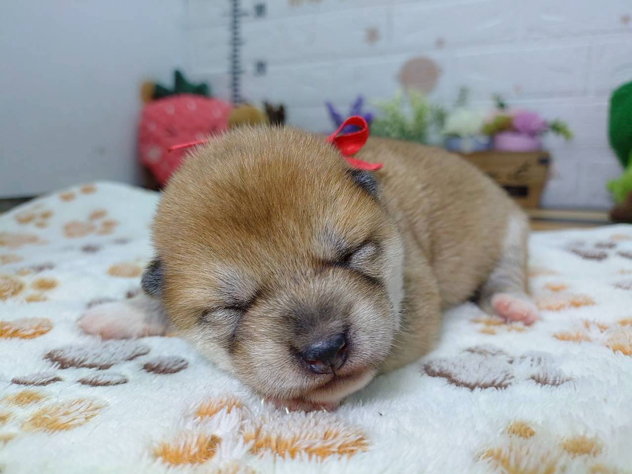 赤ちゃん写真1-1