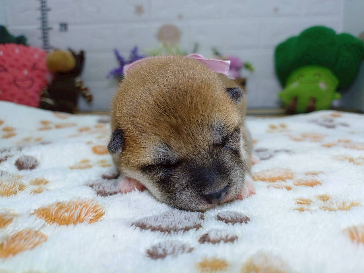 赤ちゃん写真1-1