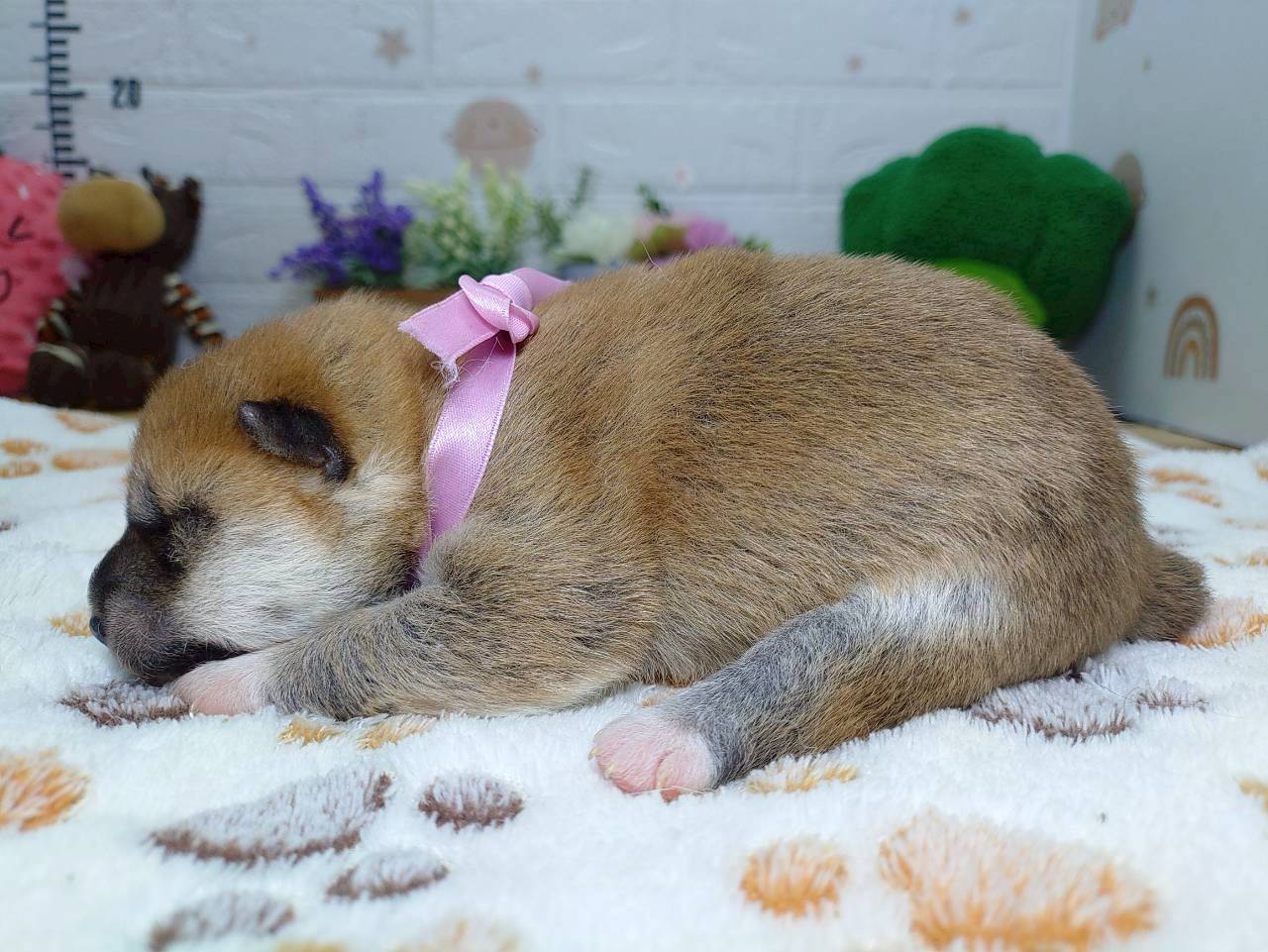 赤ちゃん写真1-2