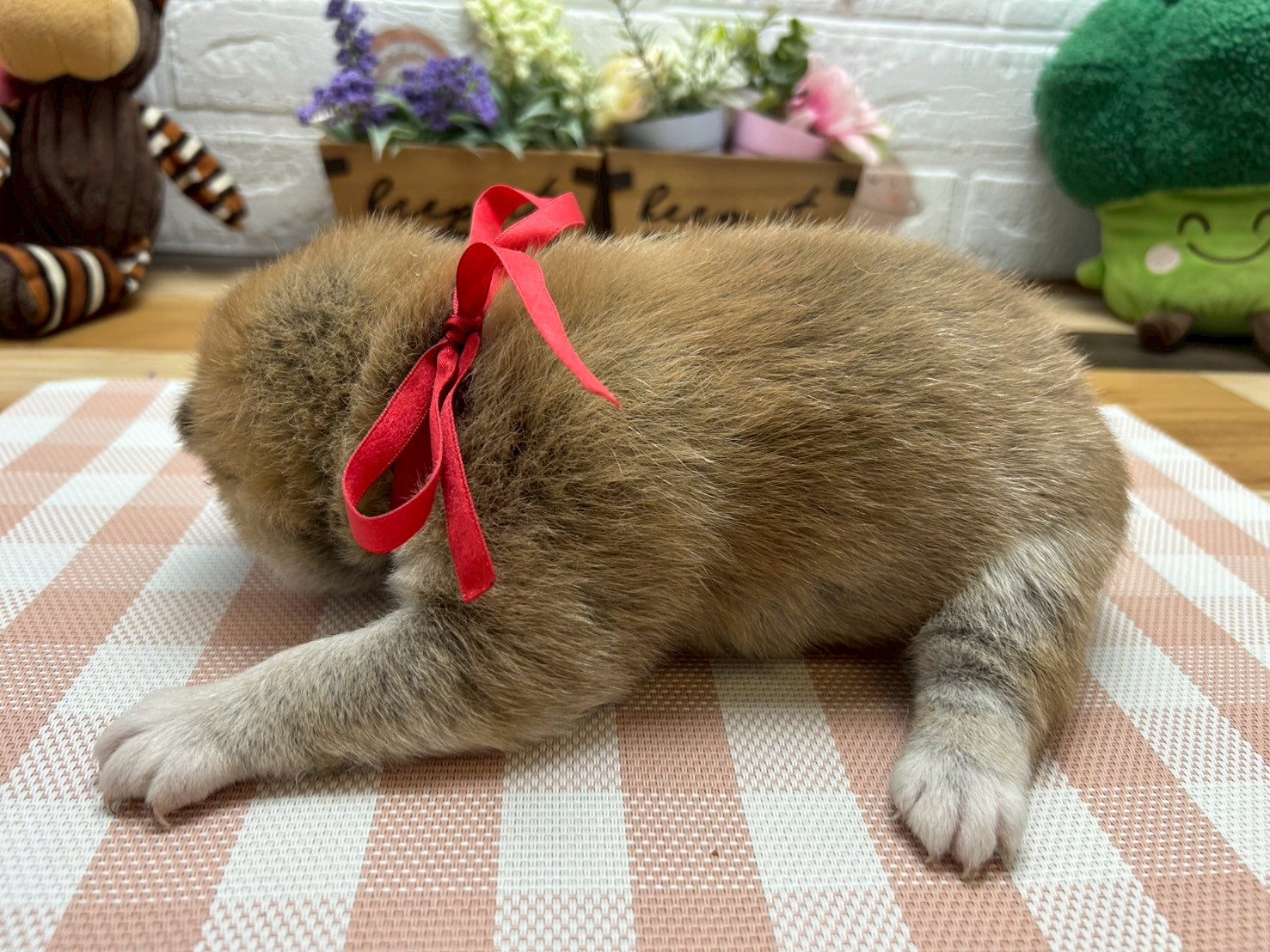 赤ちゃん写真2-2