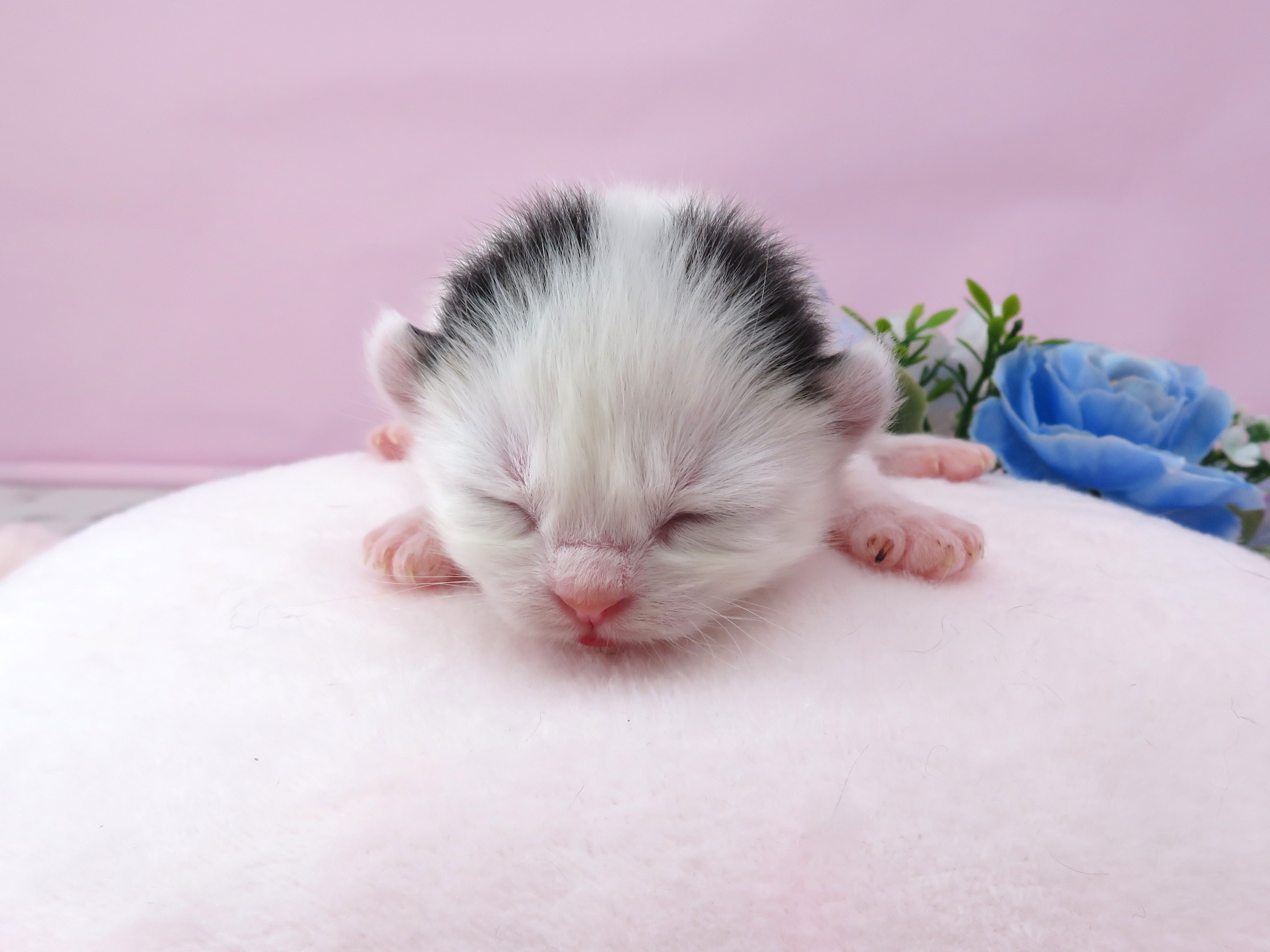 アメリカンカール