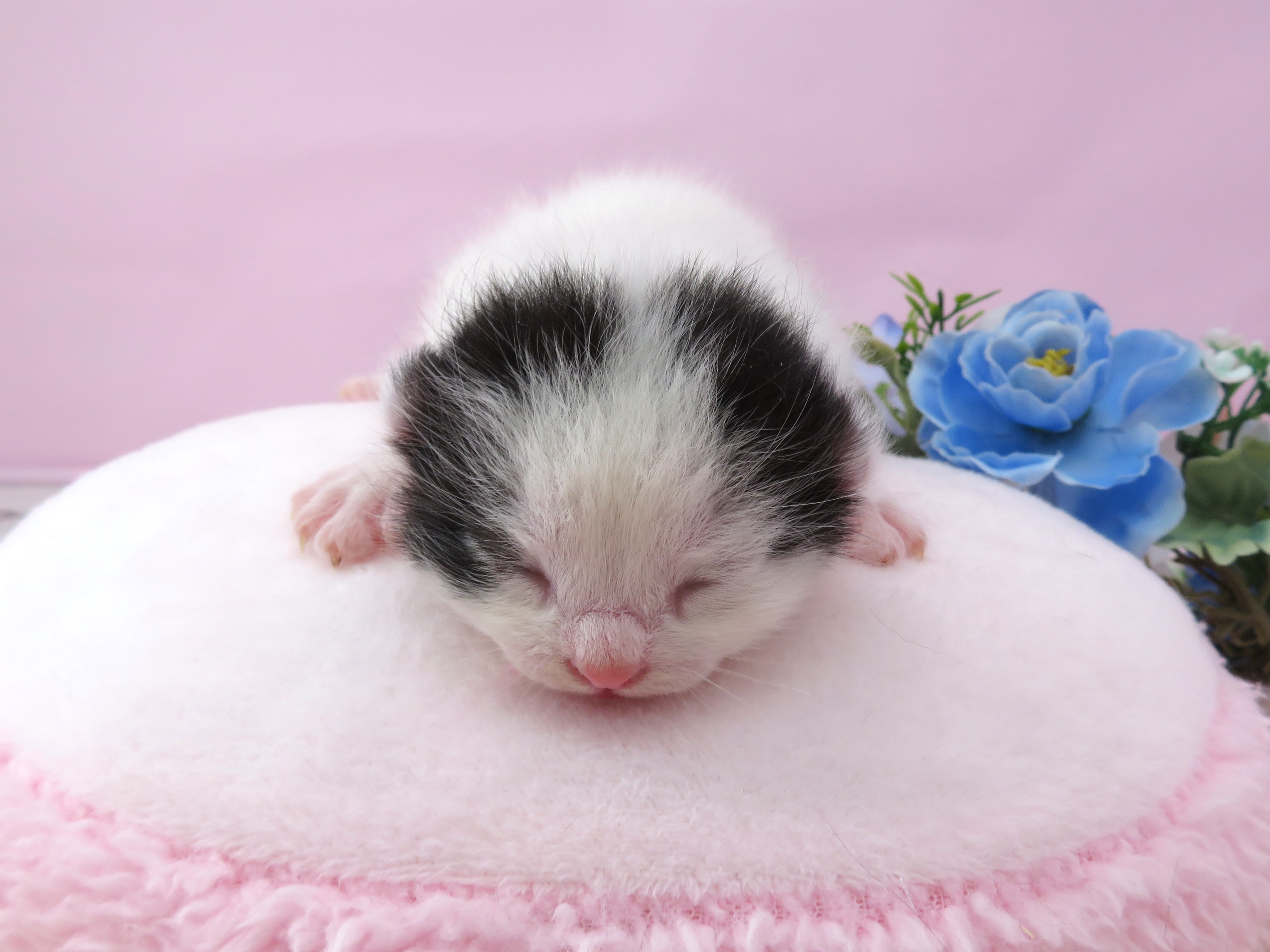 アメリカンカール