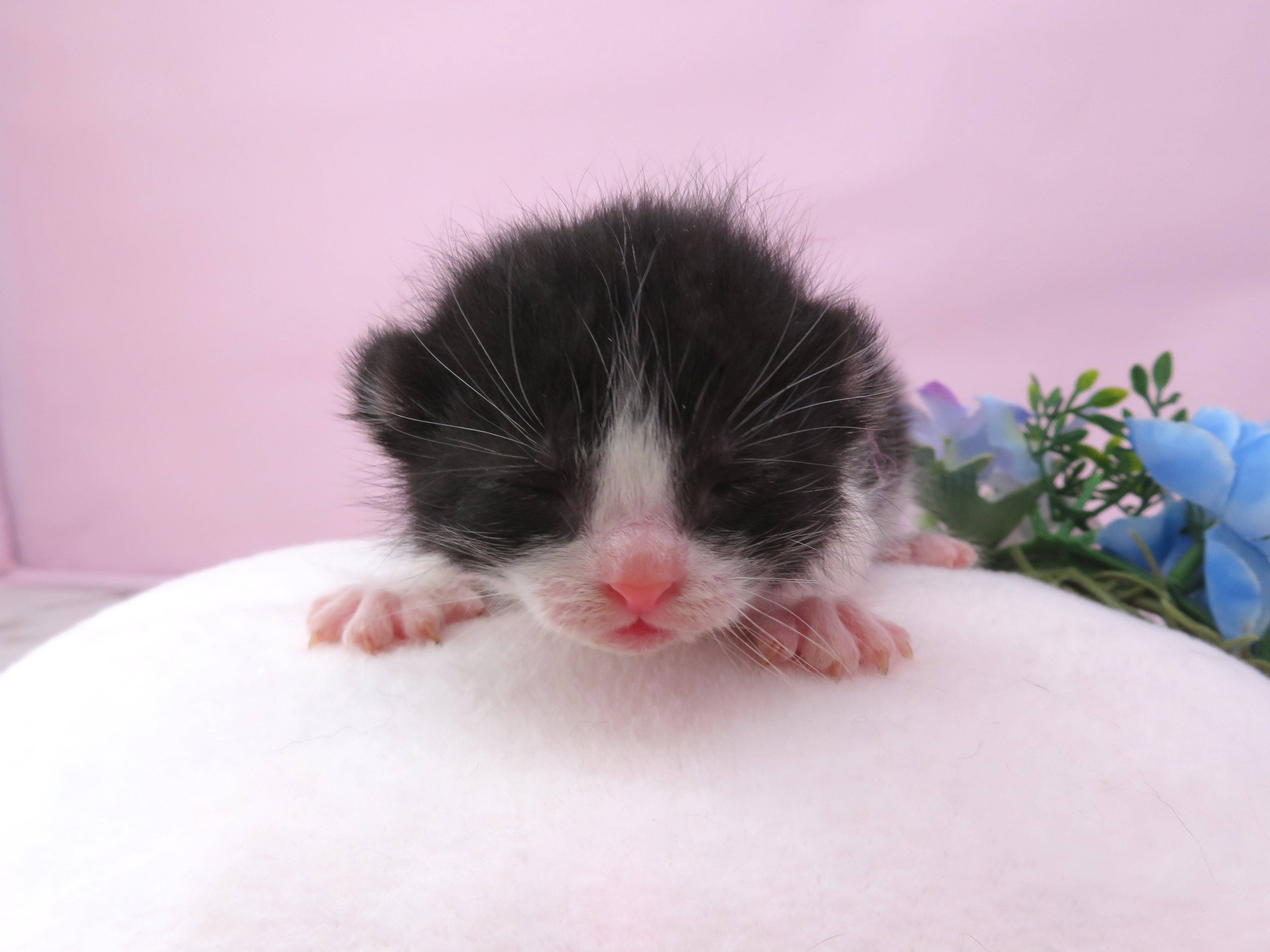 アメリカンカール