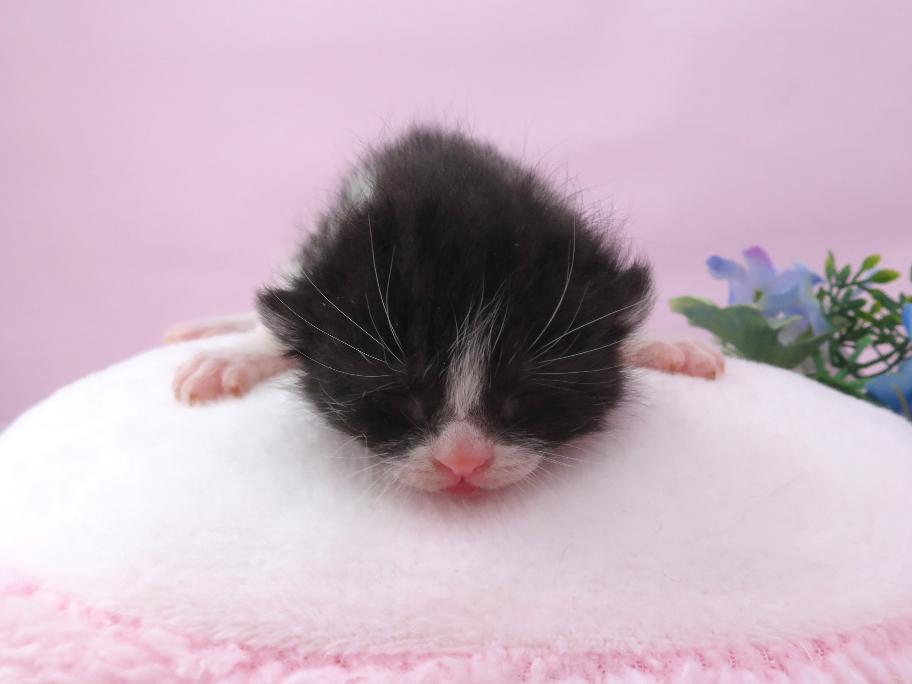 アメリカンカール