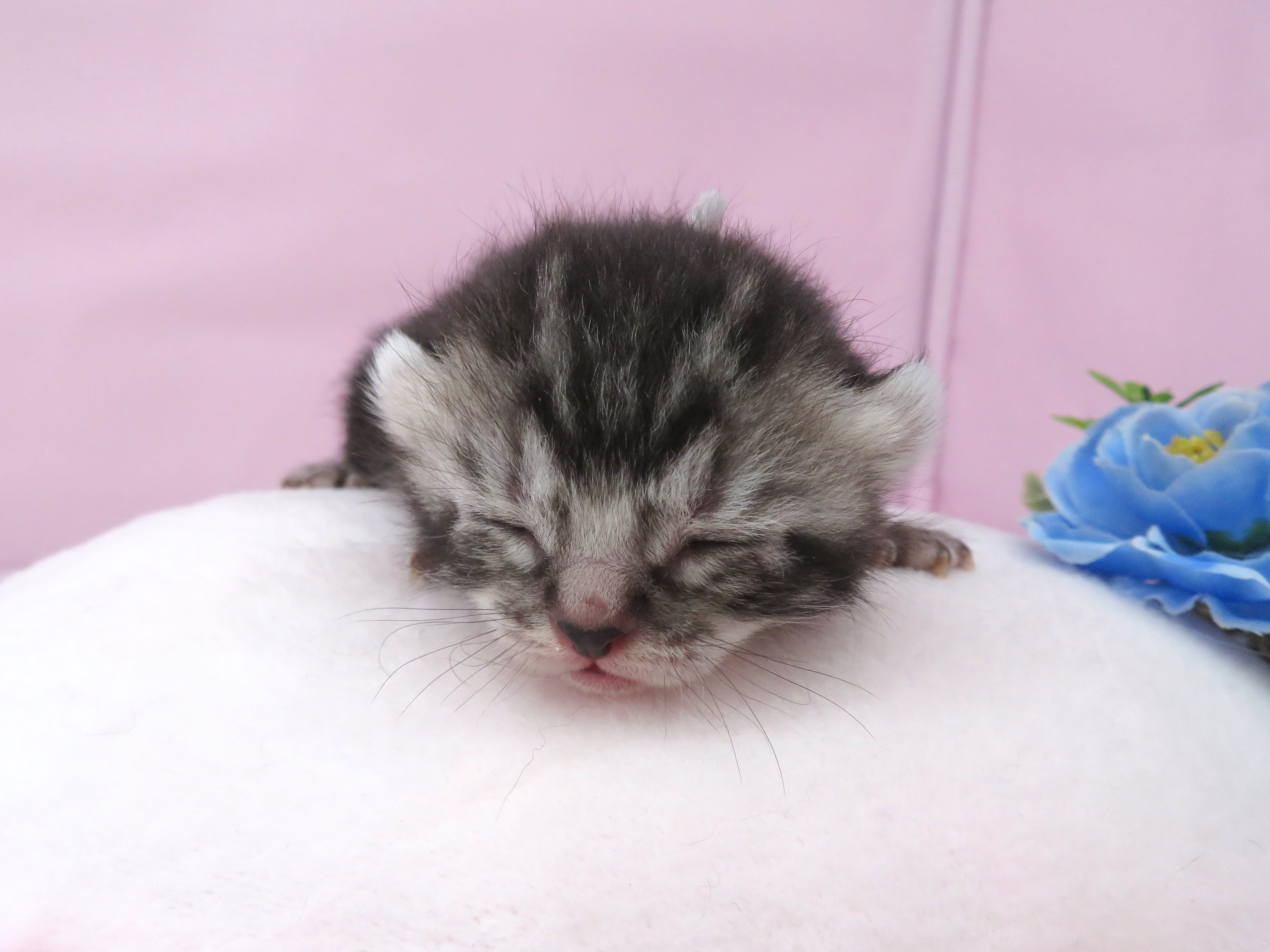 アメリカンカール