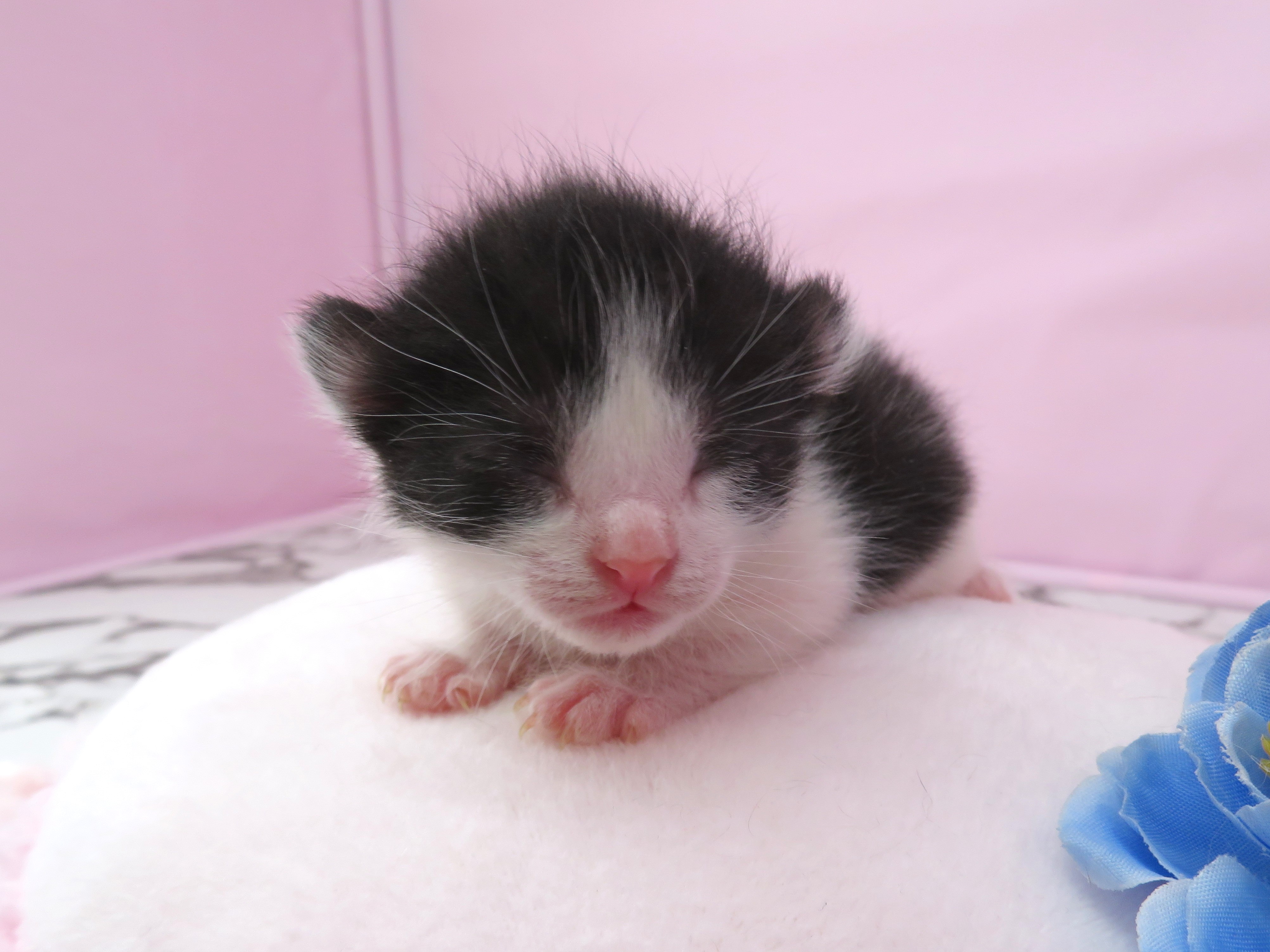 アメリカンカール