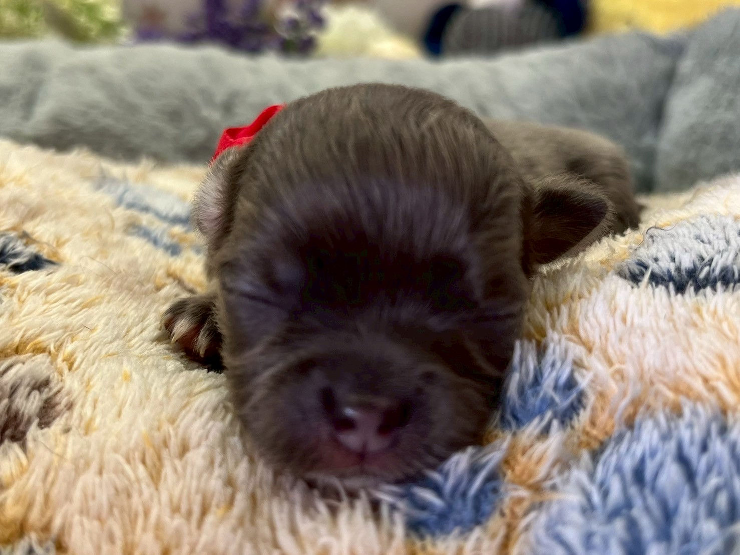 チワワ（ロングコート）