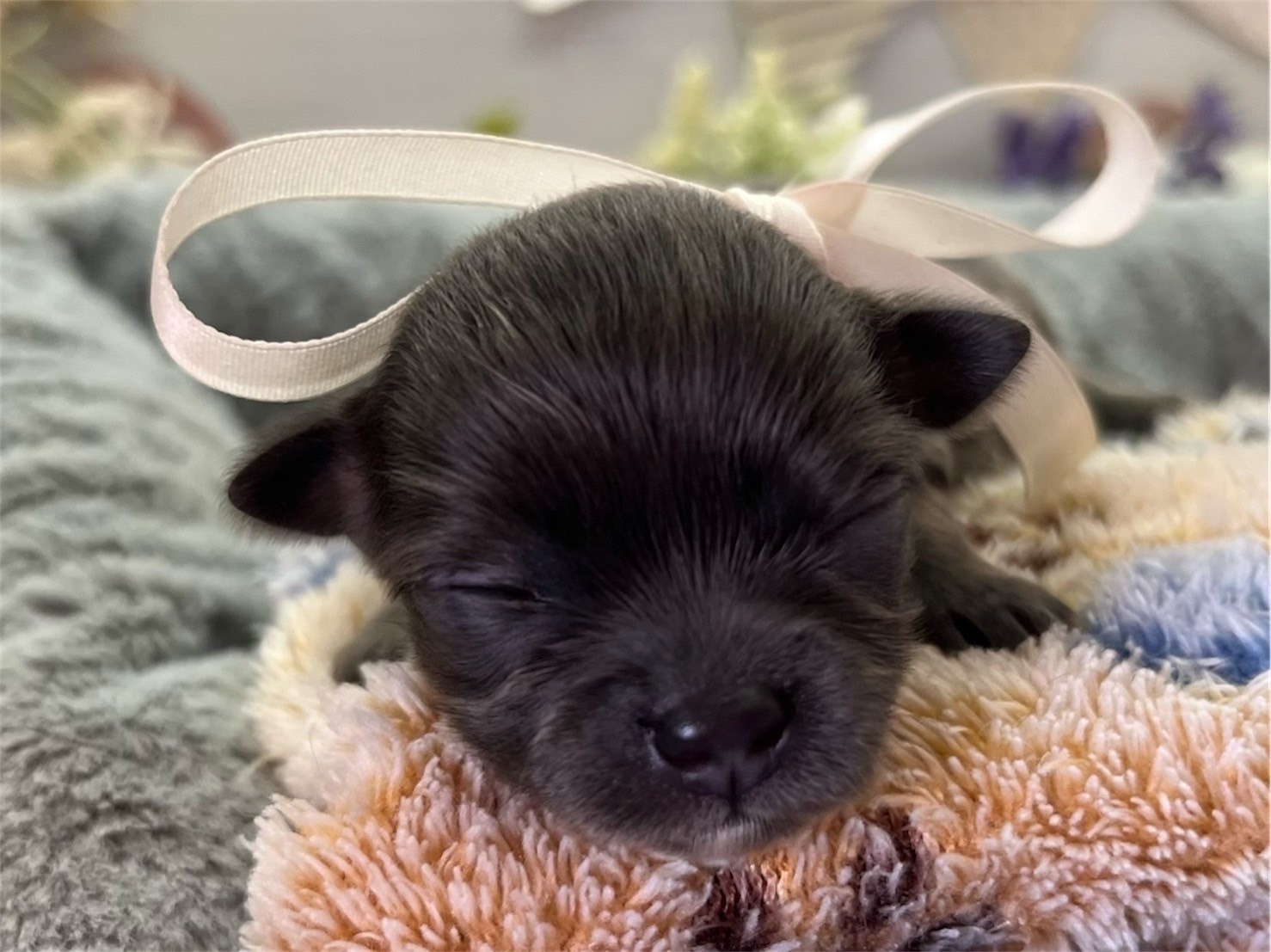 チワワ（ロングコート）の子犬（メス♀） イオンモール新発田店