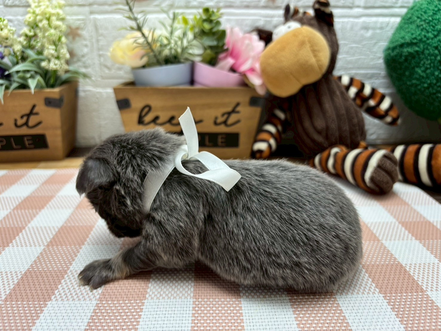チワワ（ロングコート）の子犬（メス♀） イオンモール新発田店
