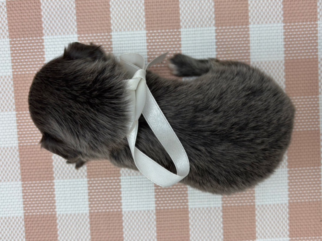 チワワ（ロングコート）の子犬（メス♀） イオンモール新発田店