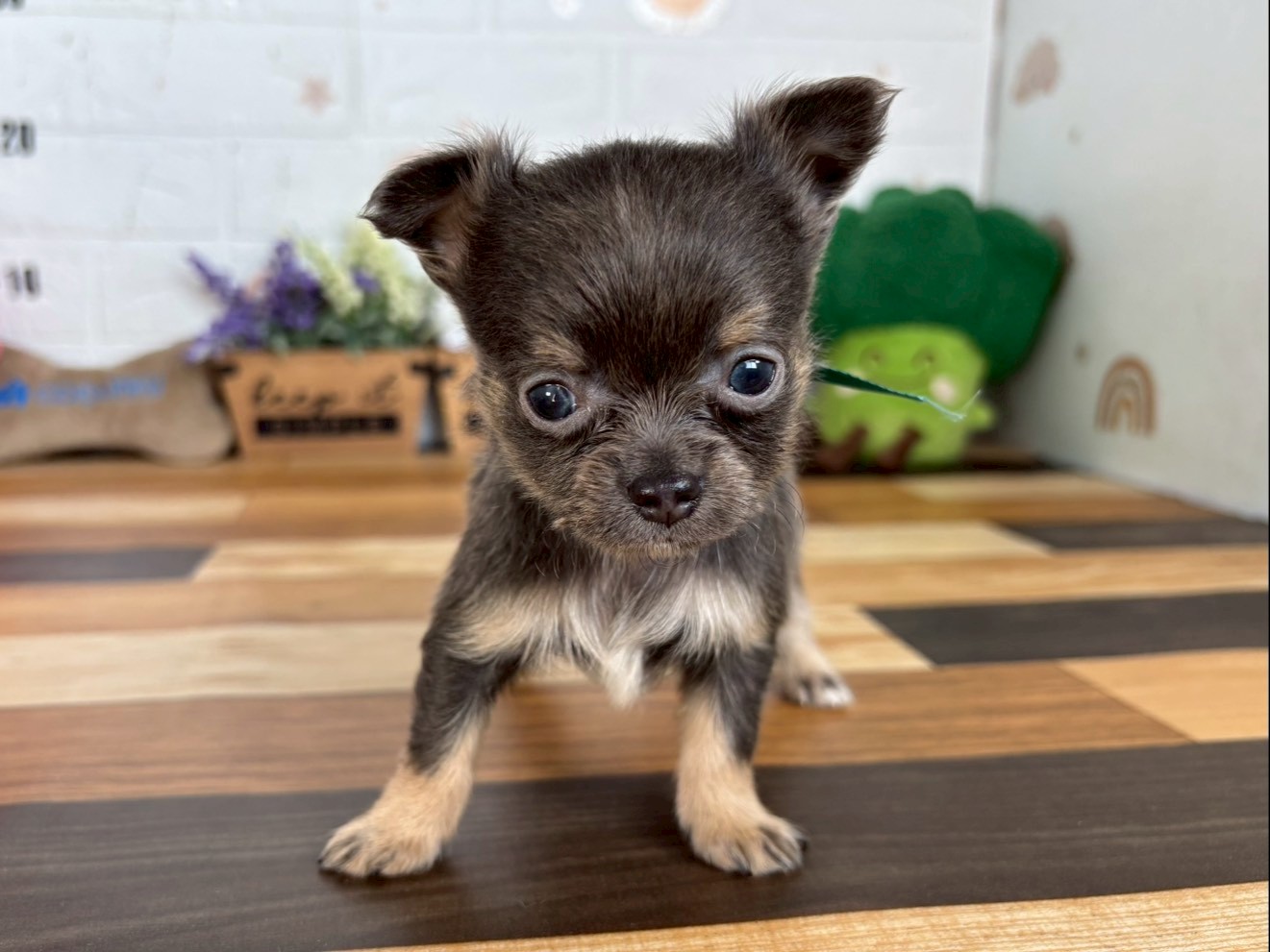 チワワ（ロングコート）