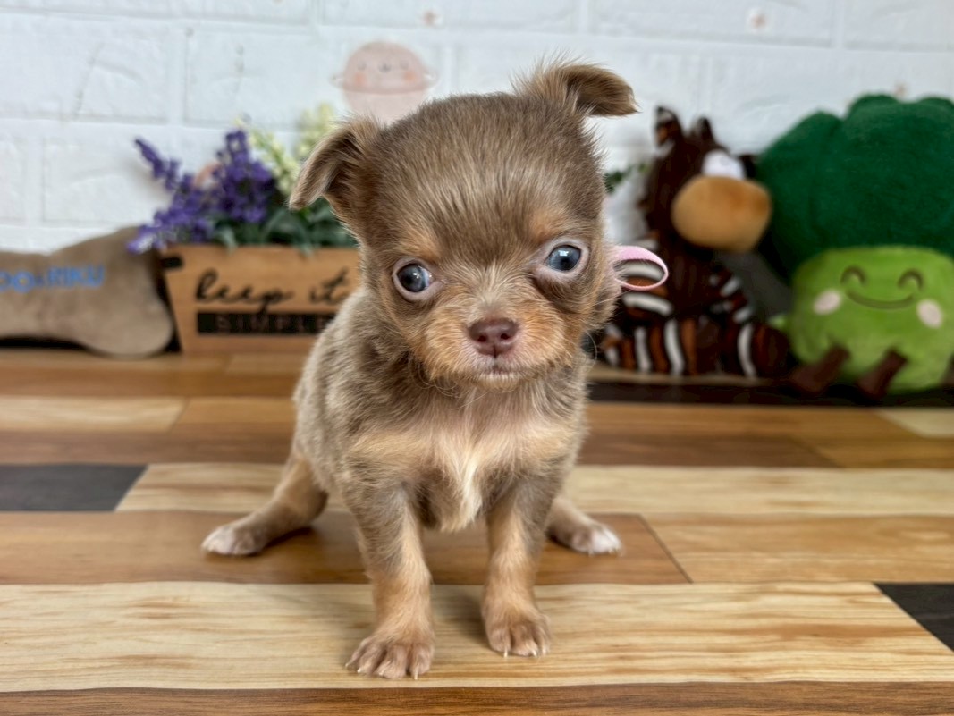 チワワ（ロングコート）