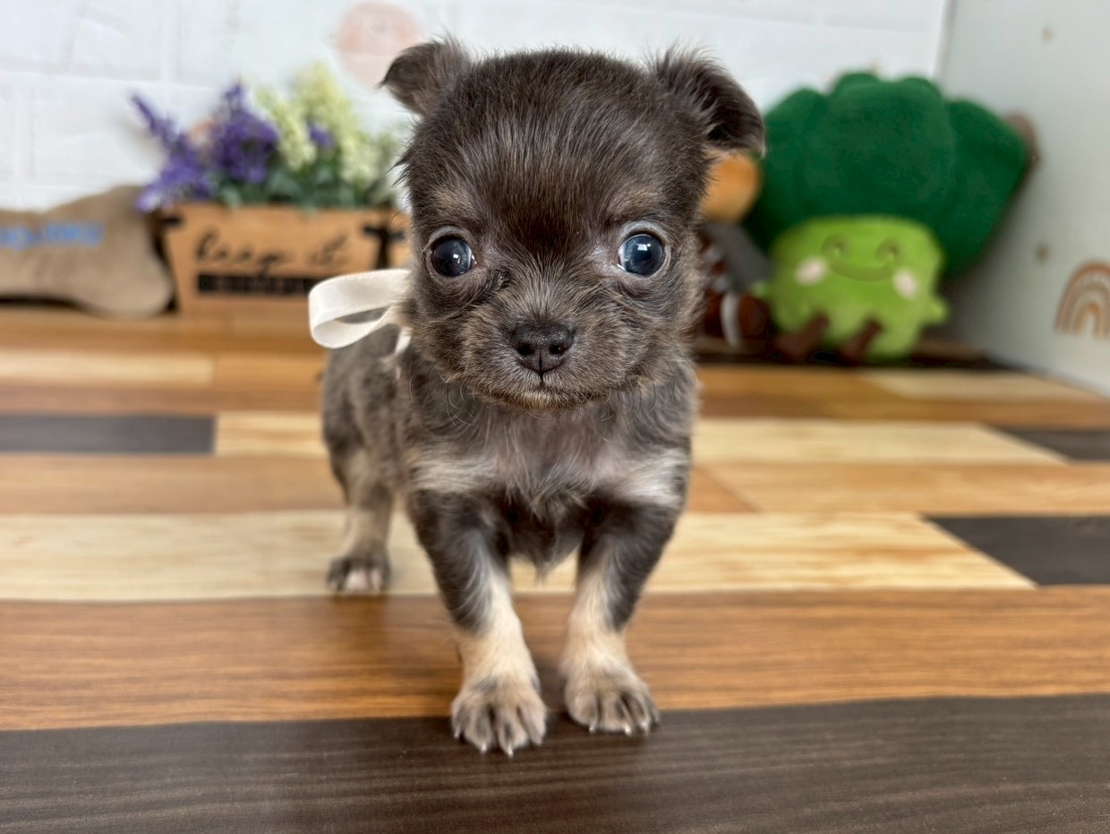 チワワ（ロングコート）