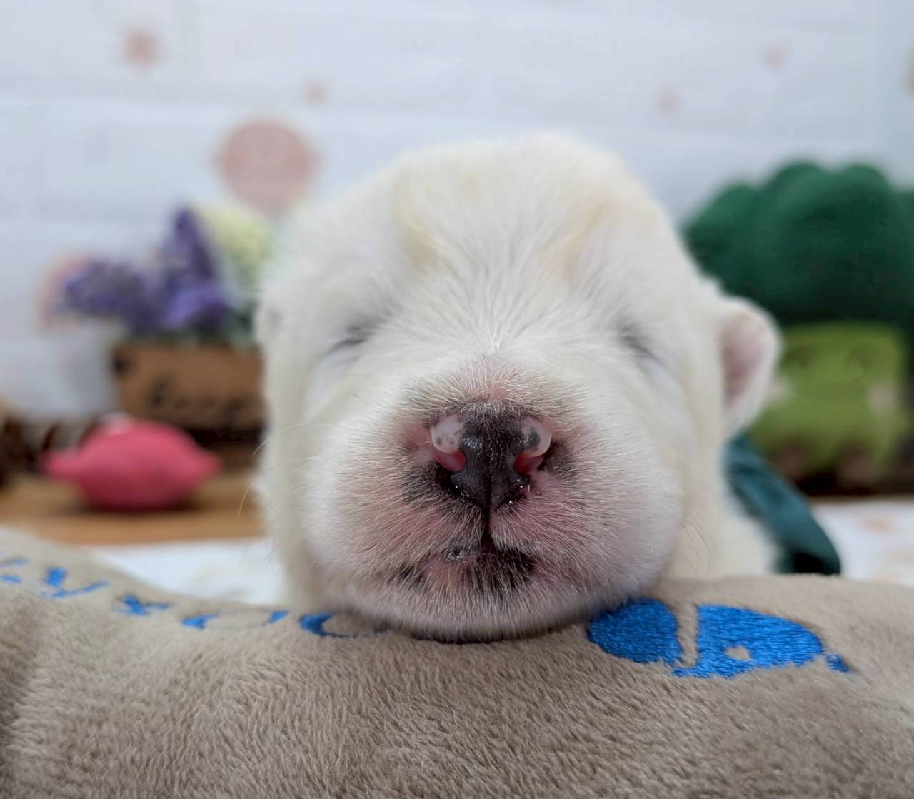 赤ちゃん写真1-1