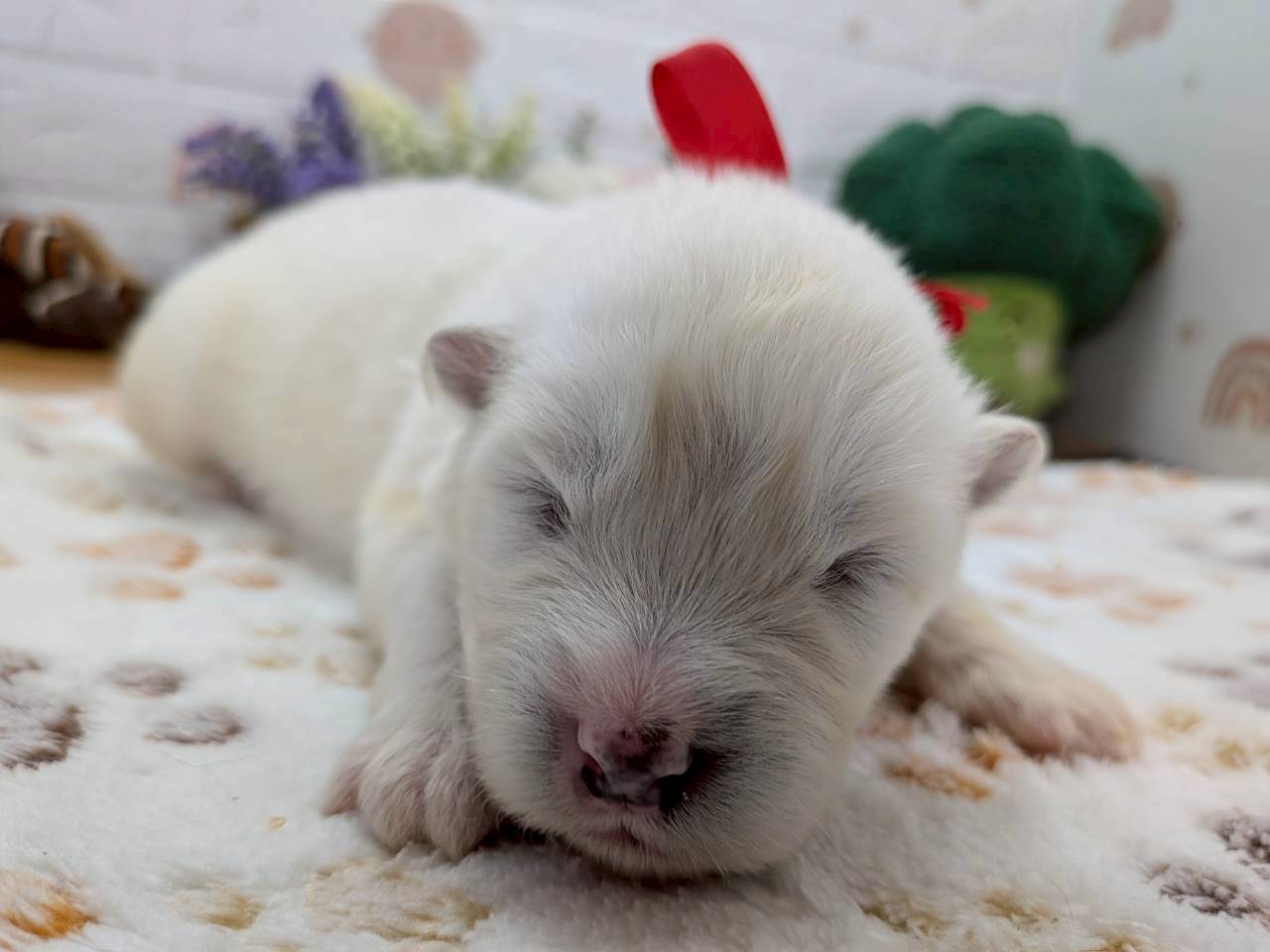 赤ちゃん写真1-1