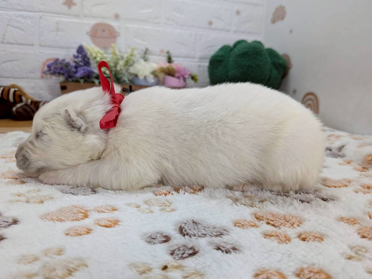 赤ちゃん写真1-2