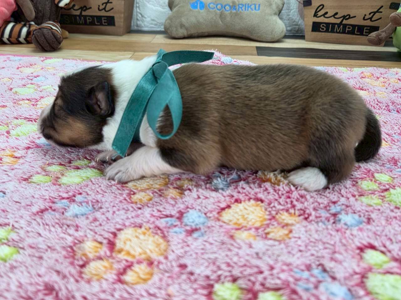 赤ちゃん写真1-2