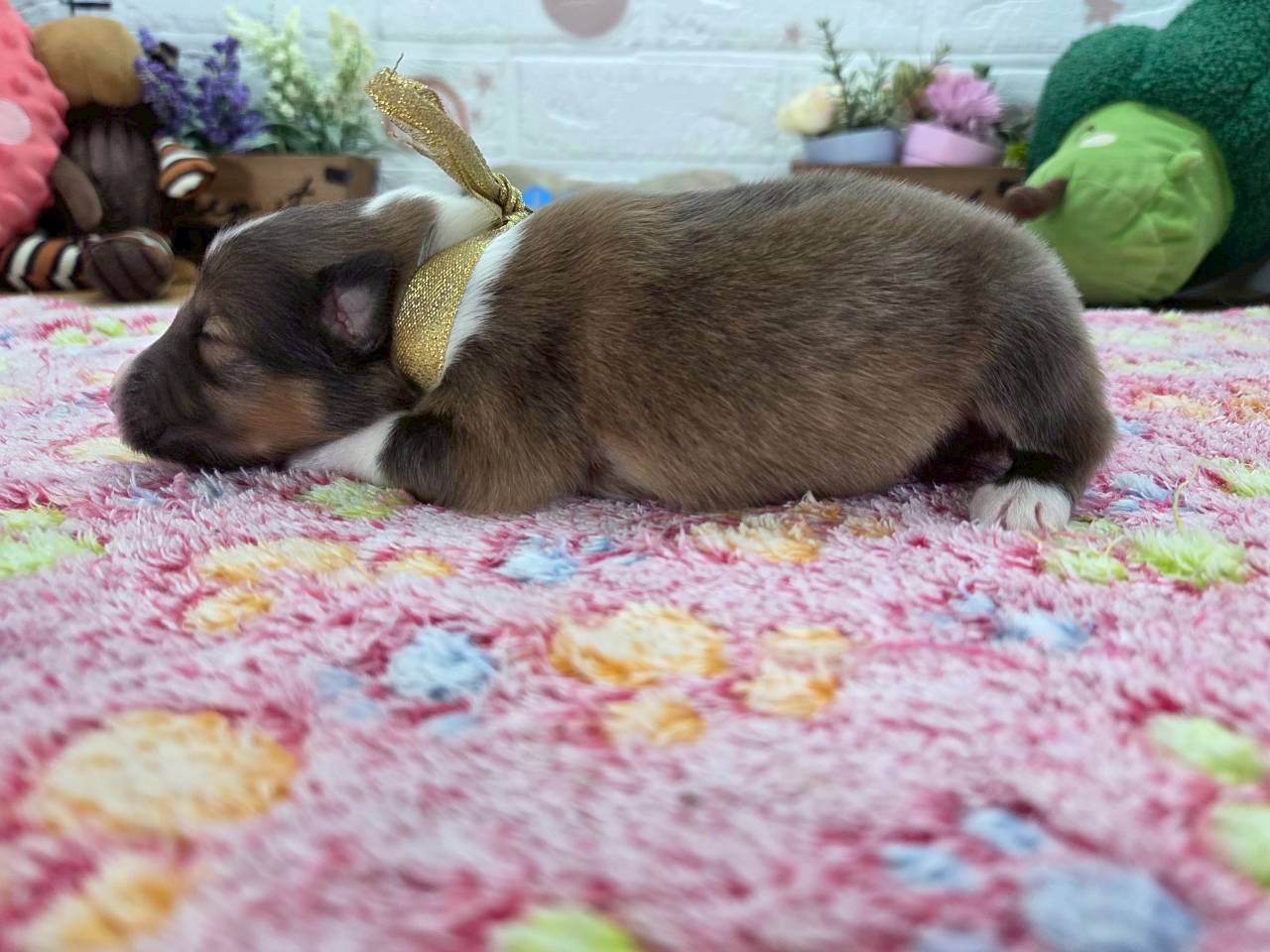 赤ちゃん写真1-2