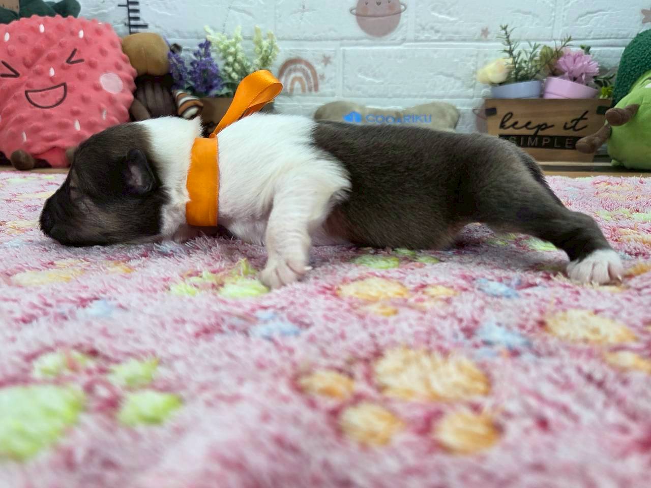 赤ちゃん写真1-2