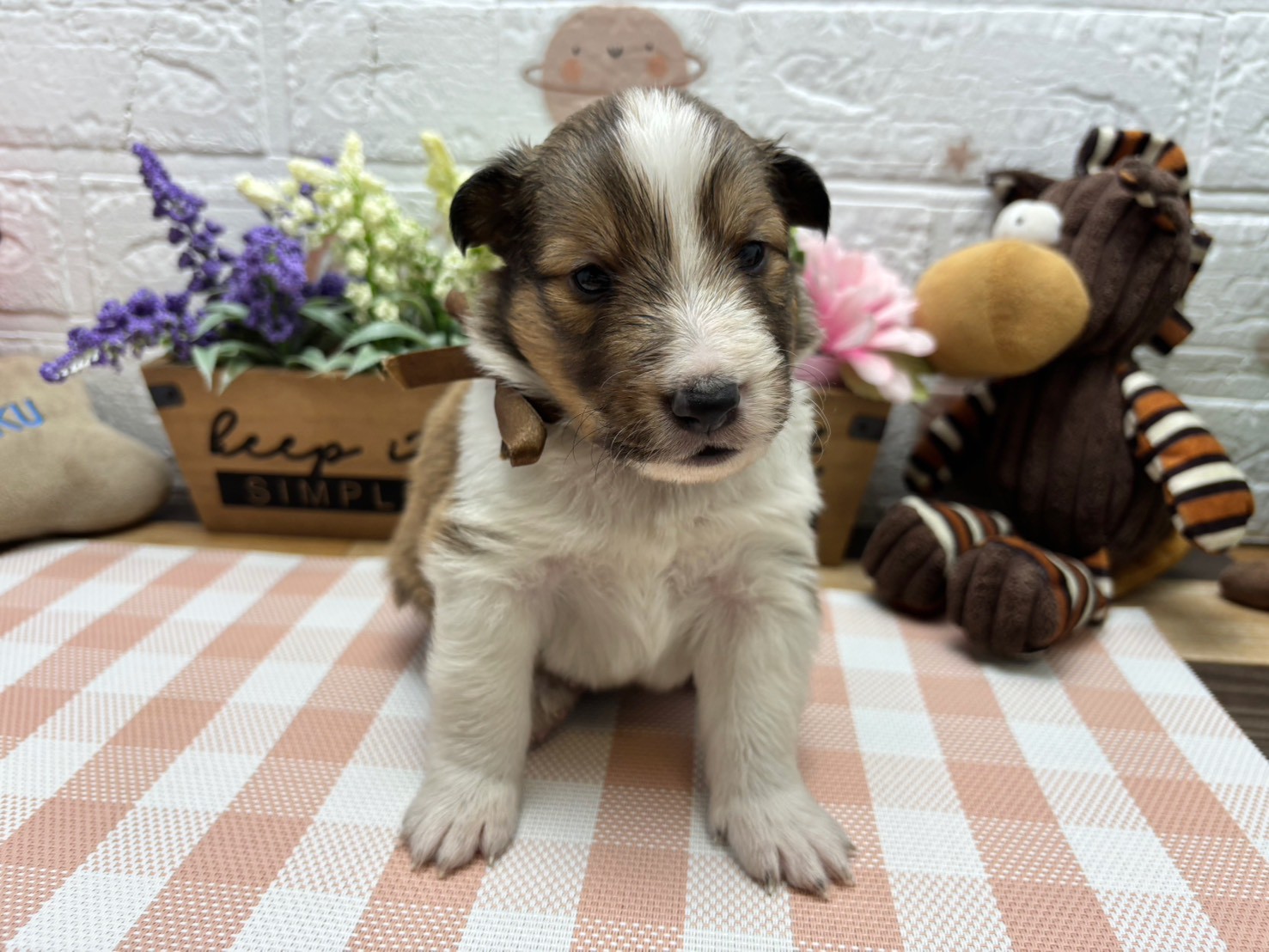 シェットランドシープドッグ