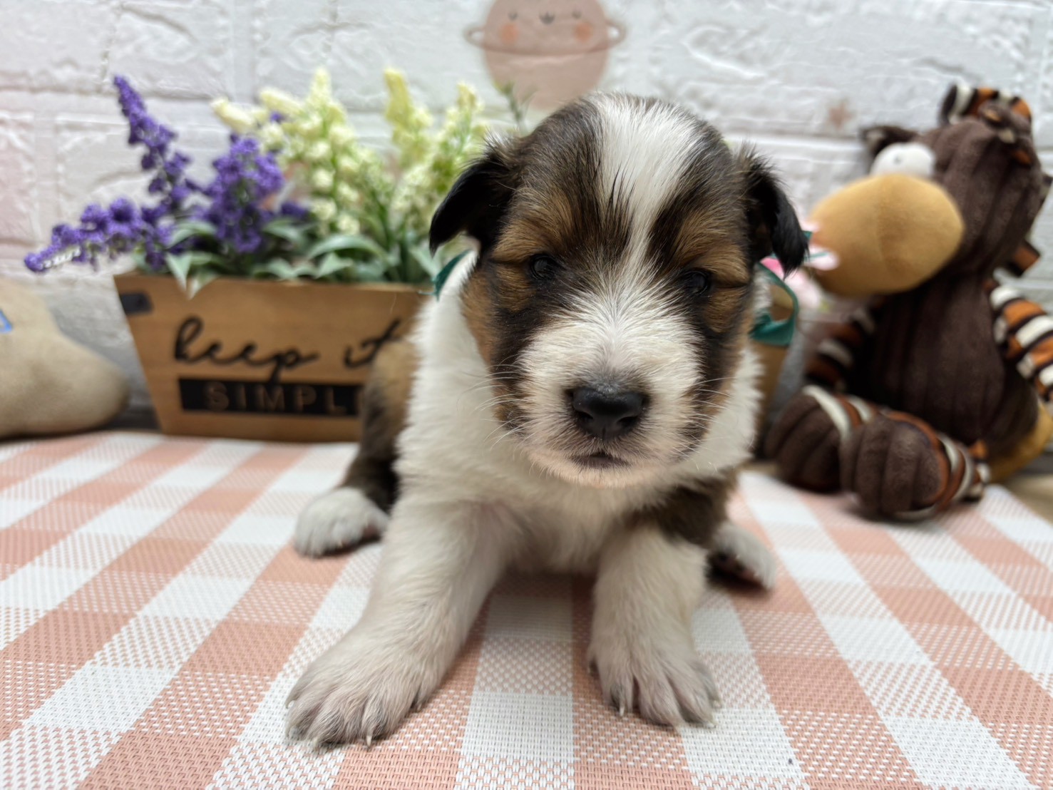 シェットランドシープドッグ