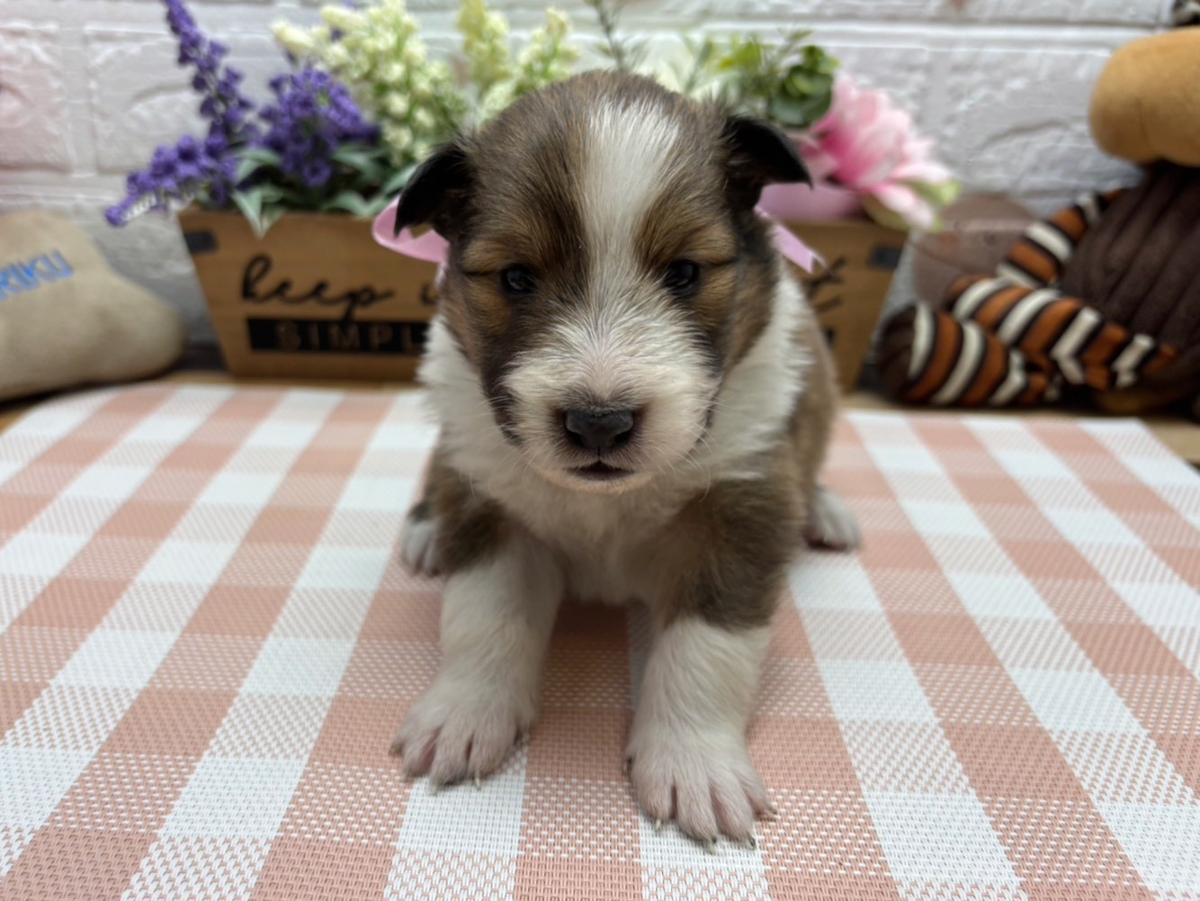 シェットランドシープドッグ