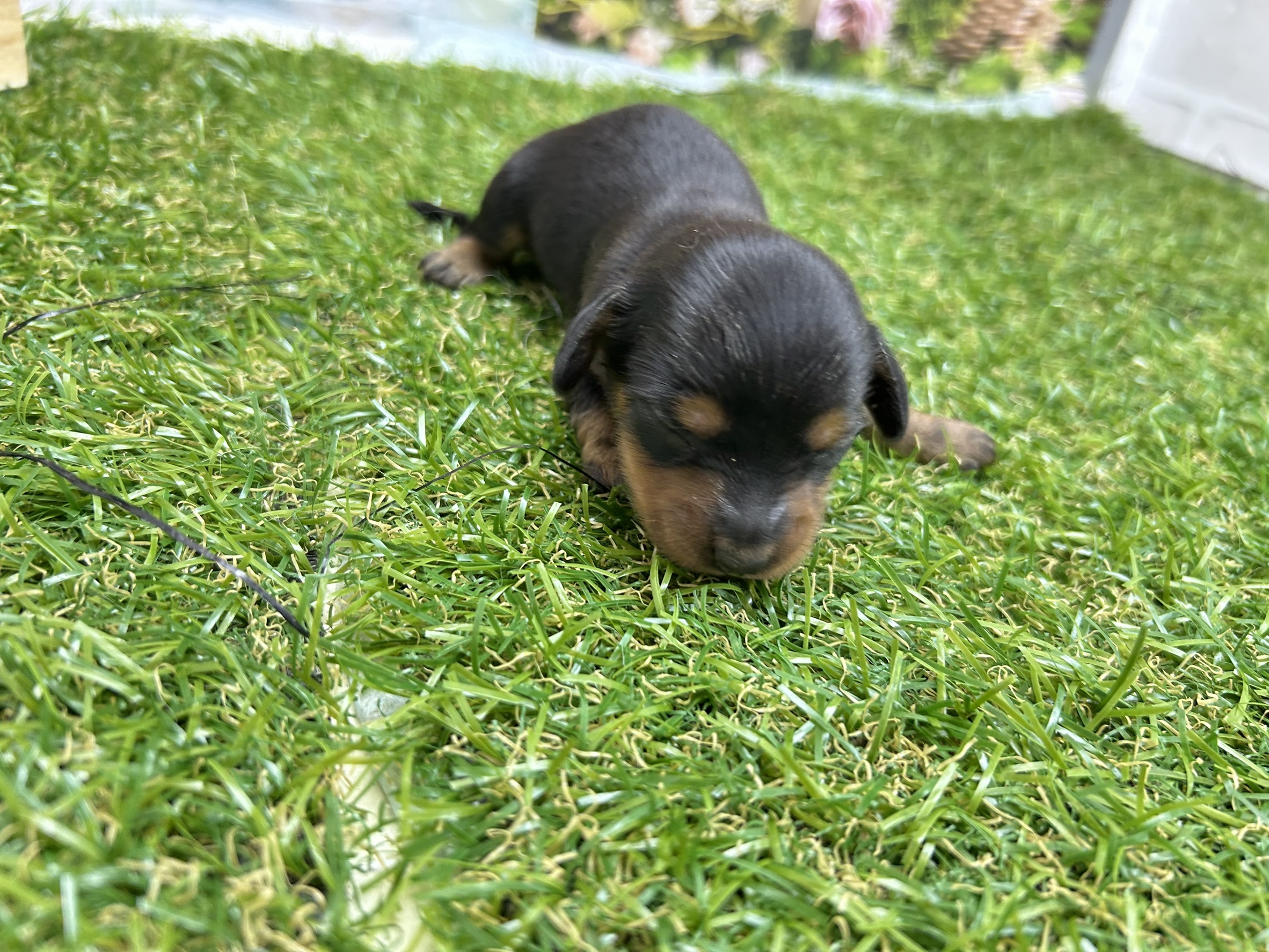 ミニチュア・ダックスフンド