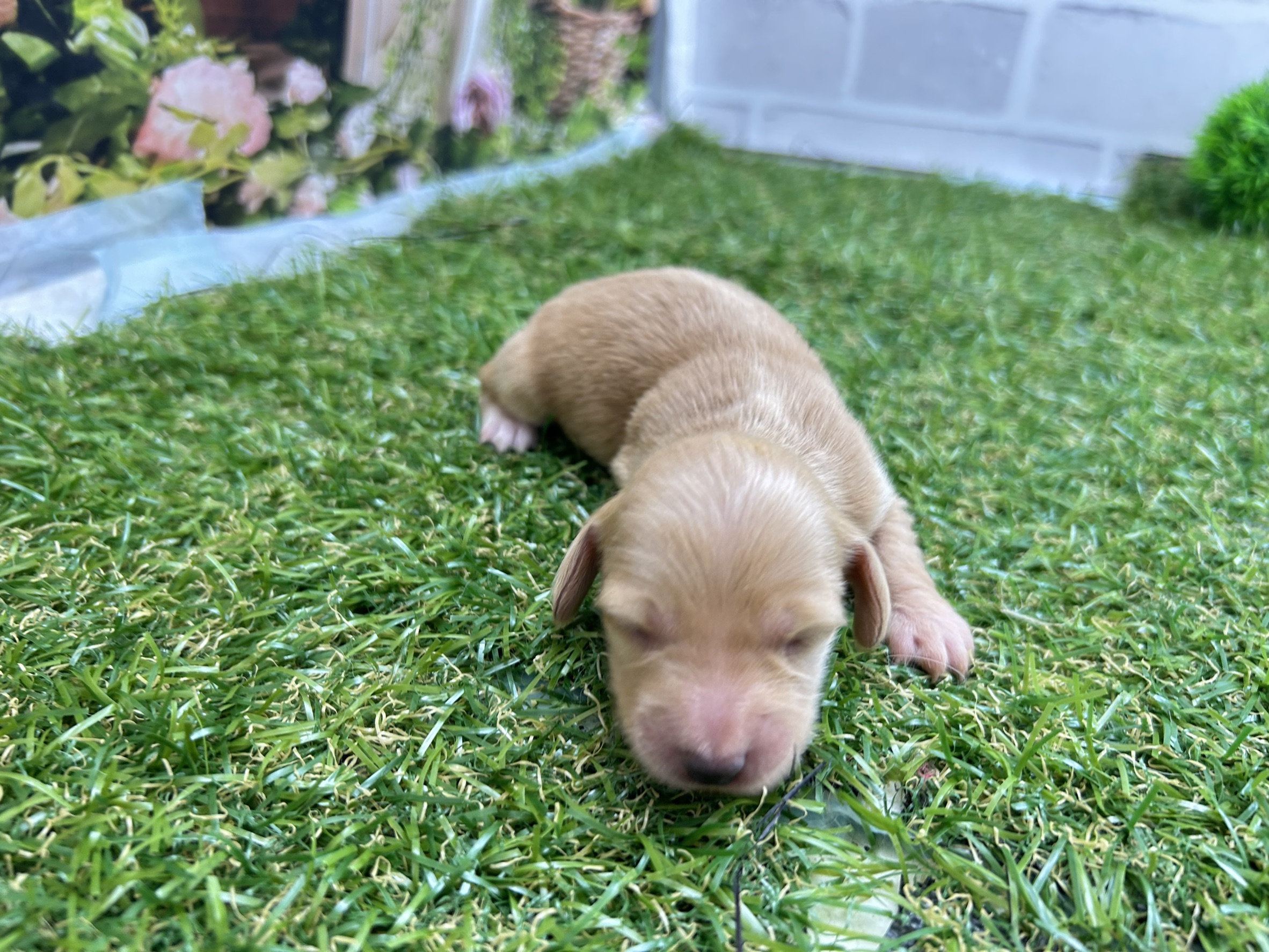 ミニチュア・ダックスフンド