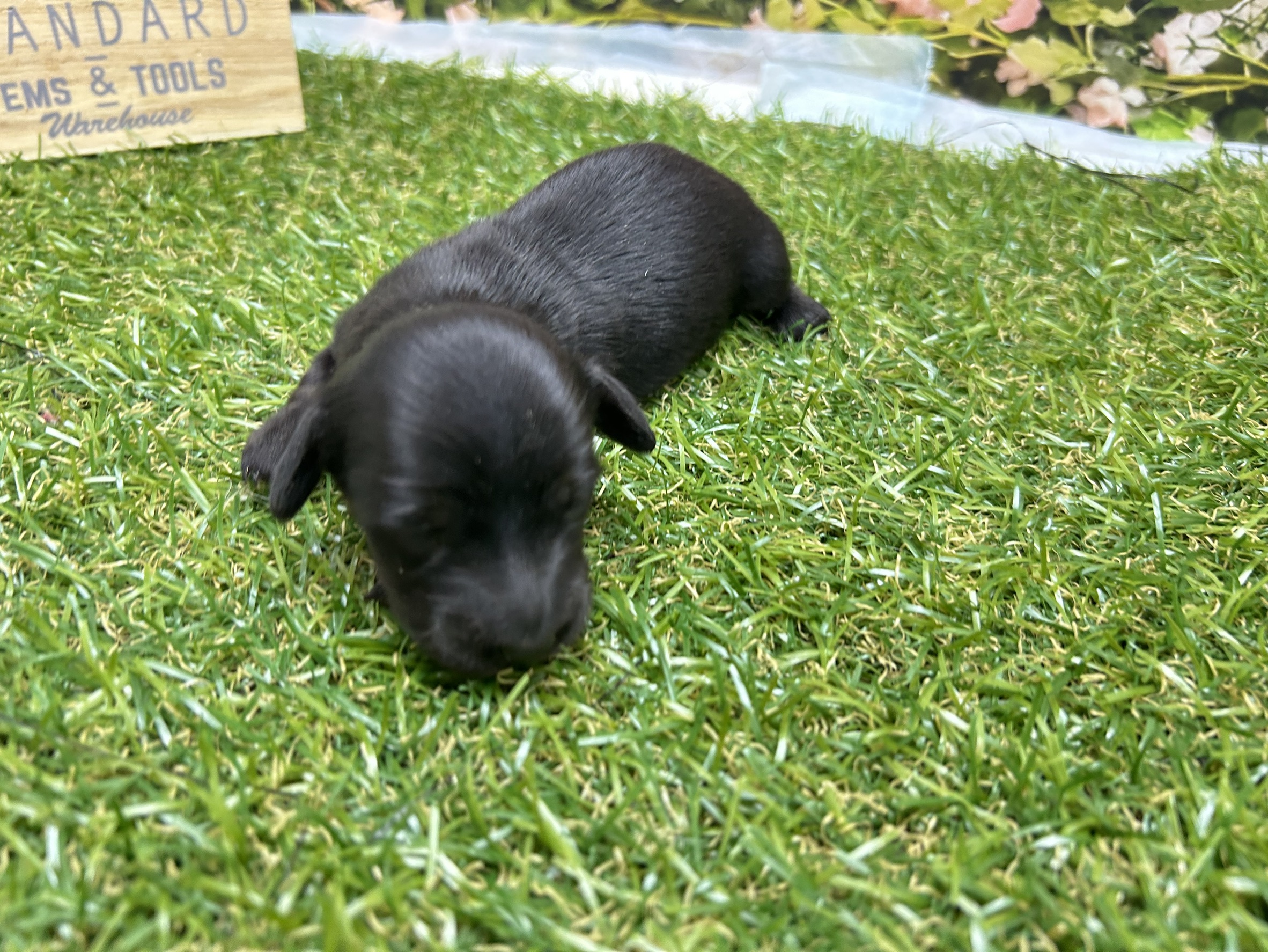 ミニチュア・ダックスフンド