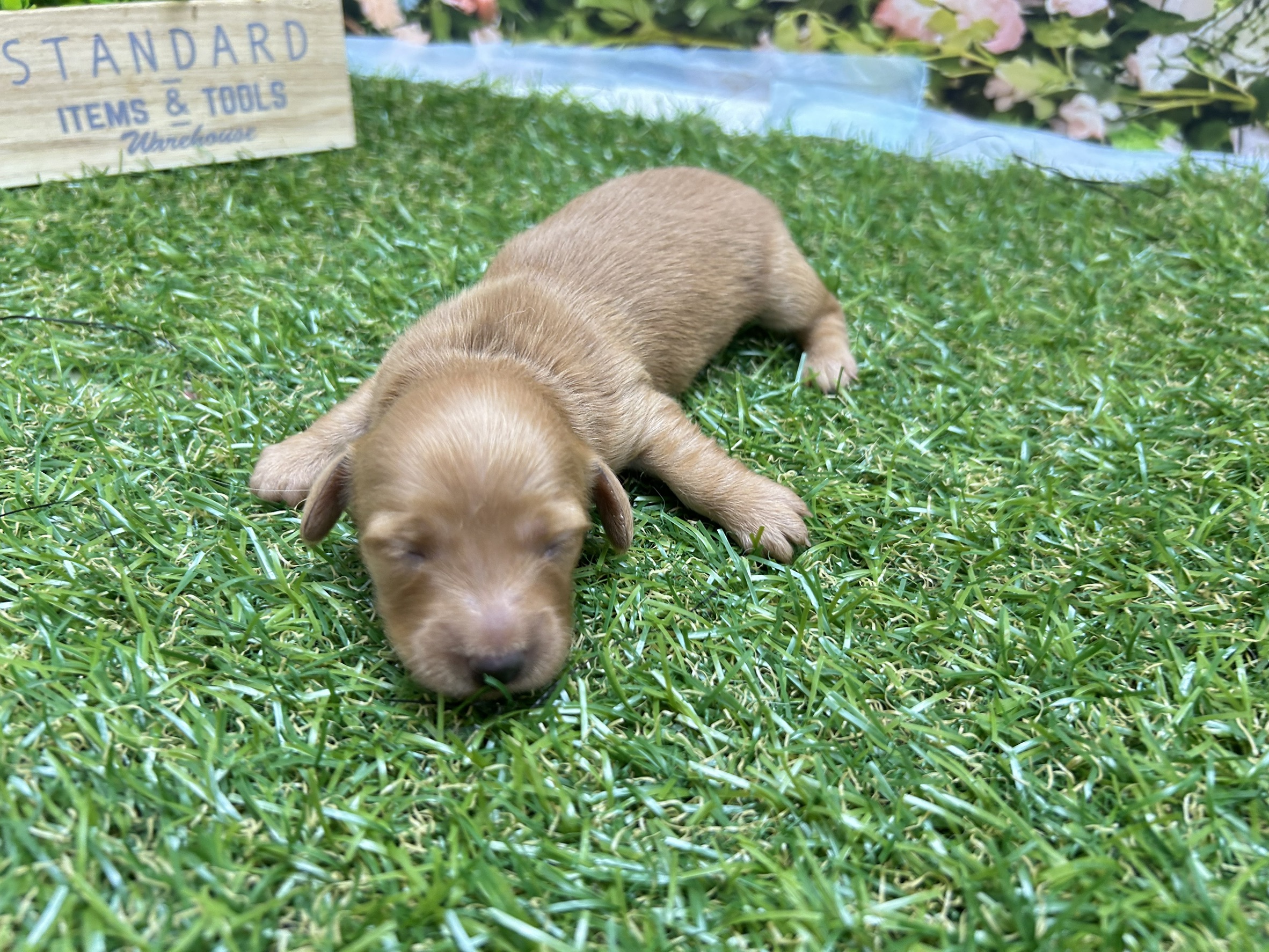 ミニチュア・ダックスフンド