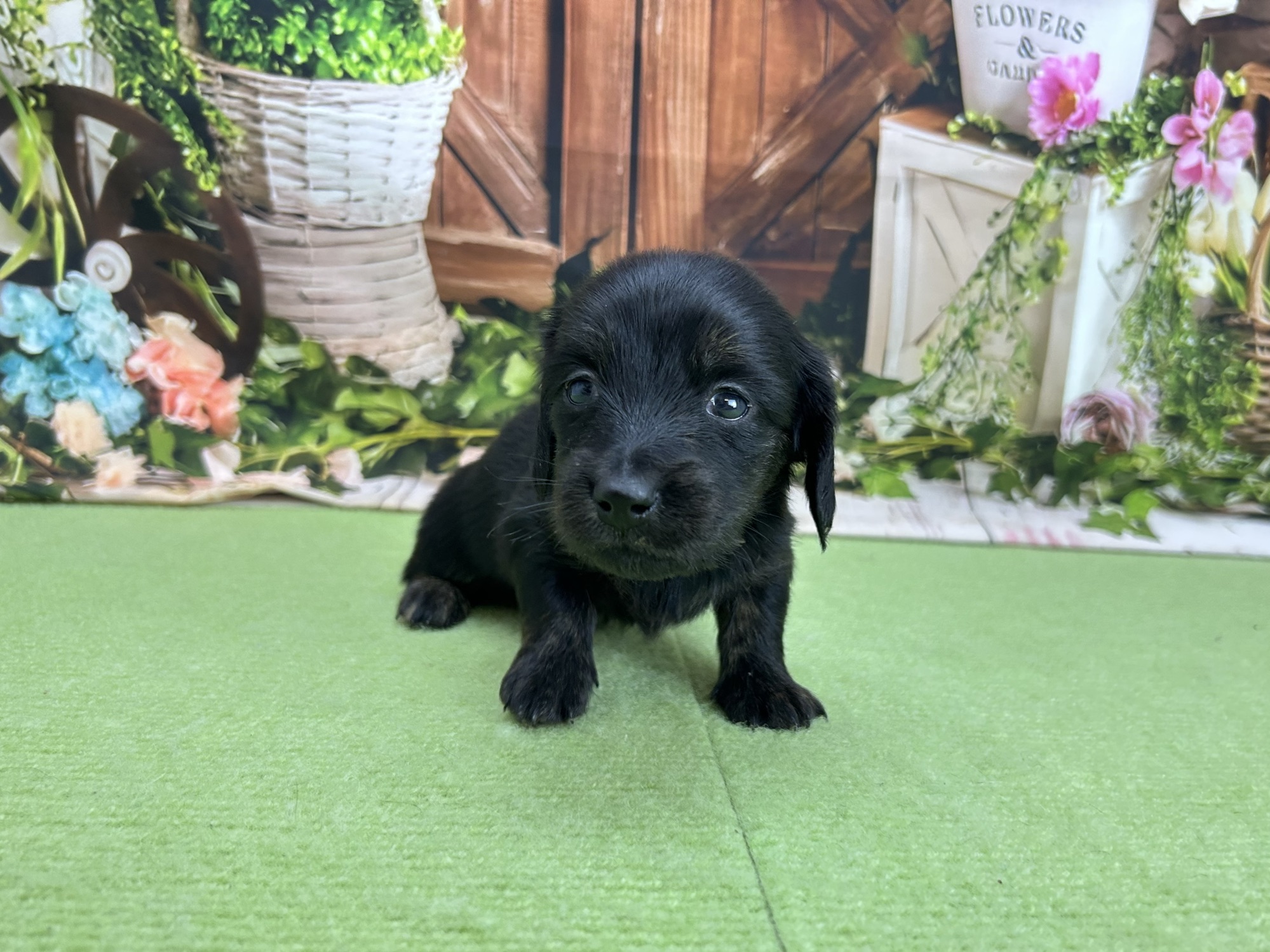 ミニチュア・ダックスフンド