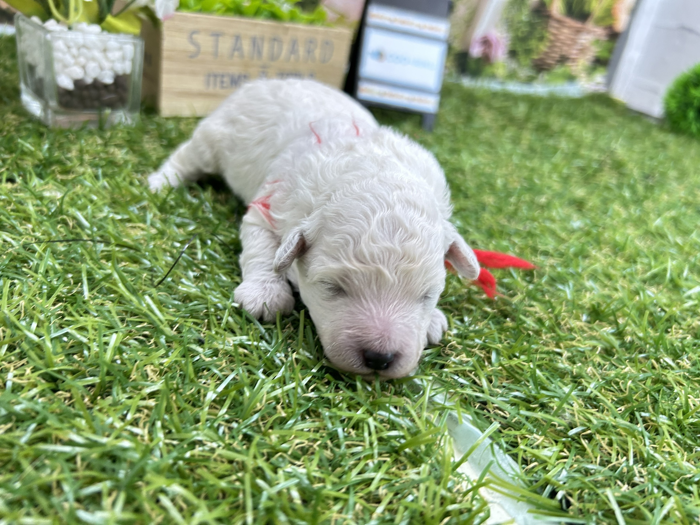 トイ・プードル