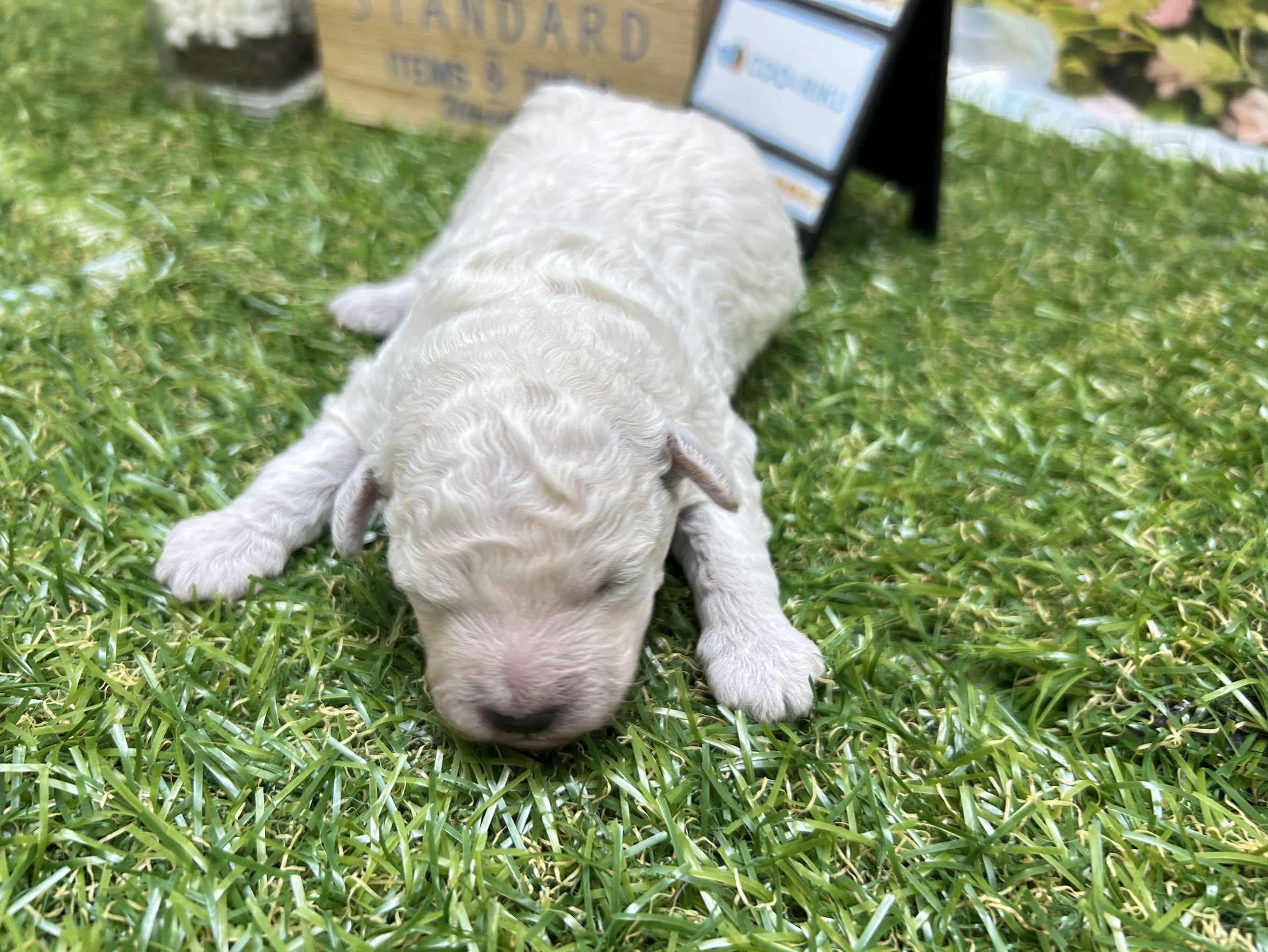 トイ・プードル