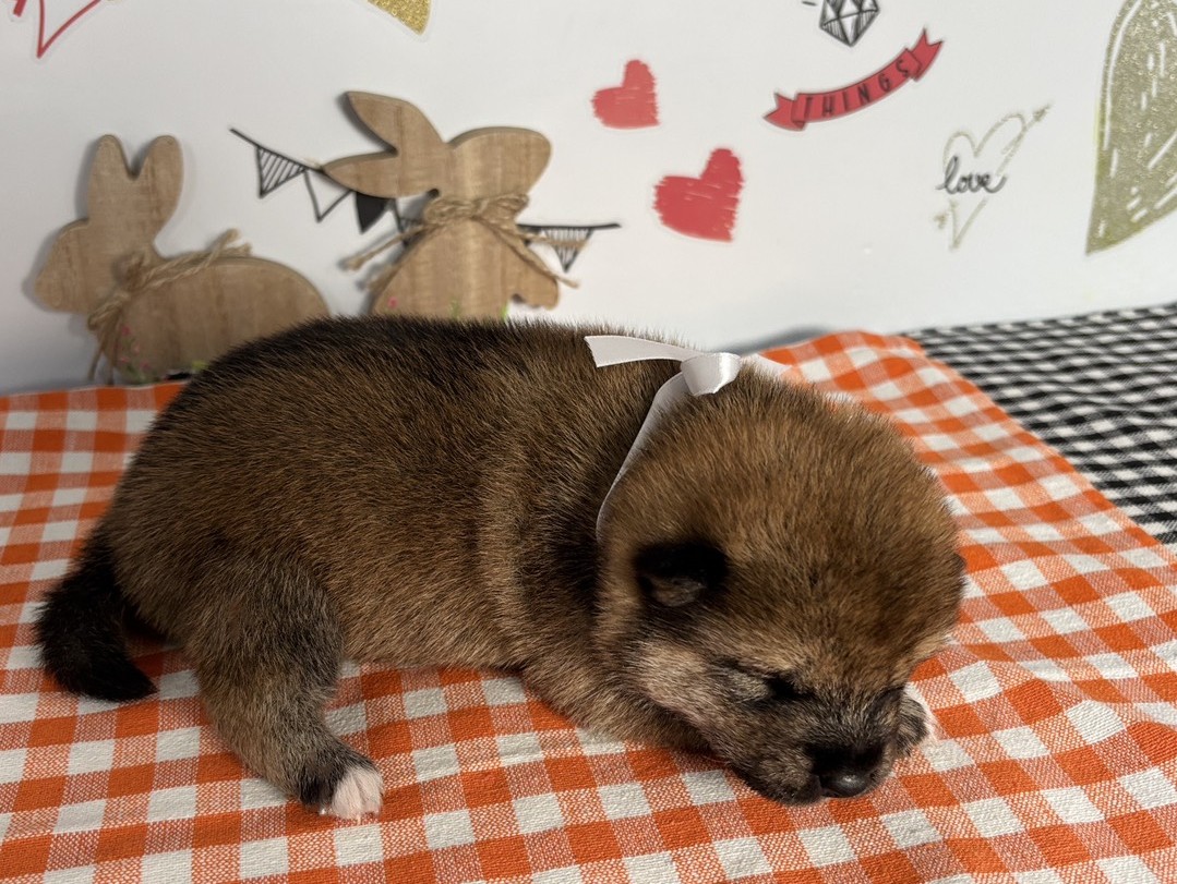 赤ちゃん写真1-2