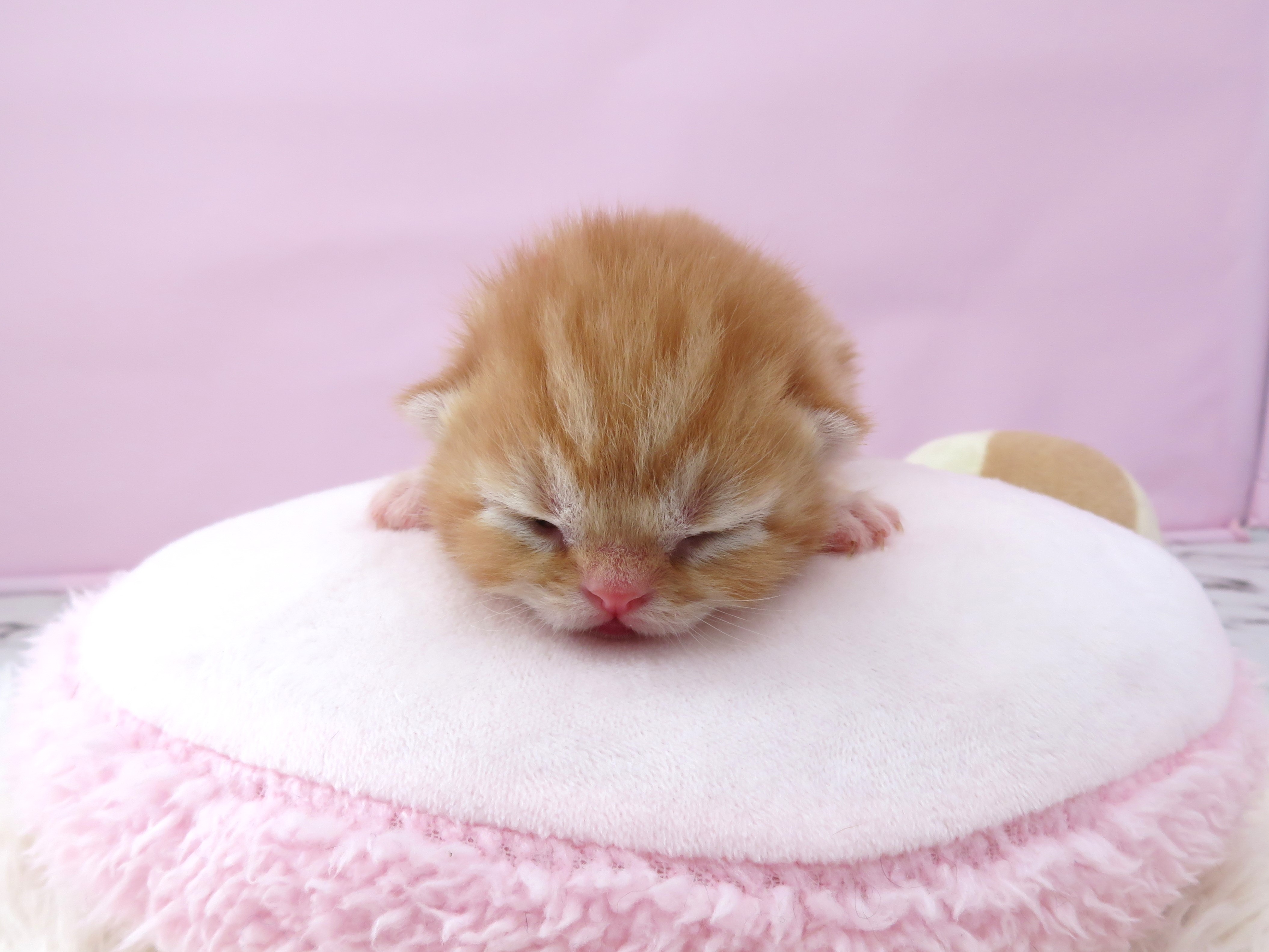 赤ちゃん写真1-1
