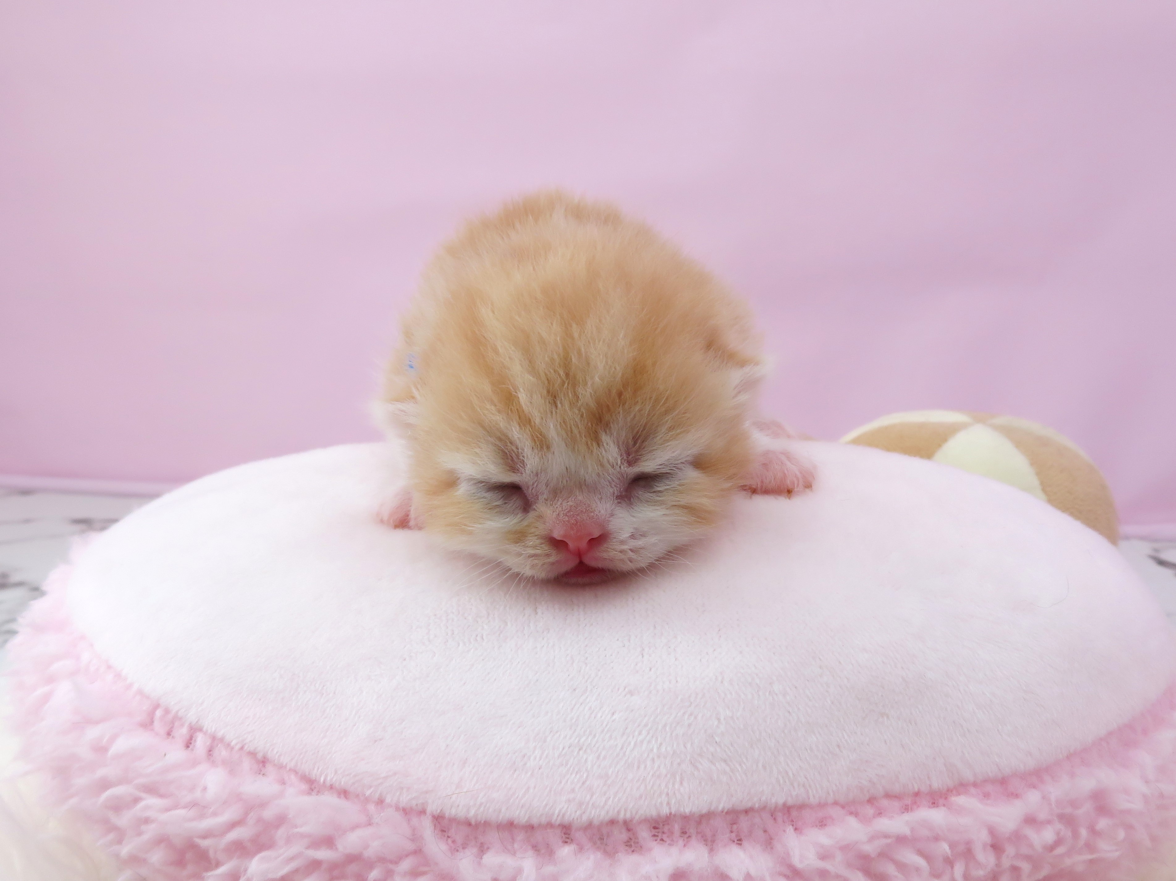 スコティッシュフォールド