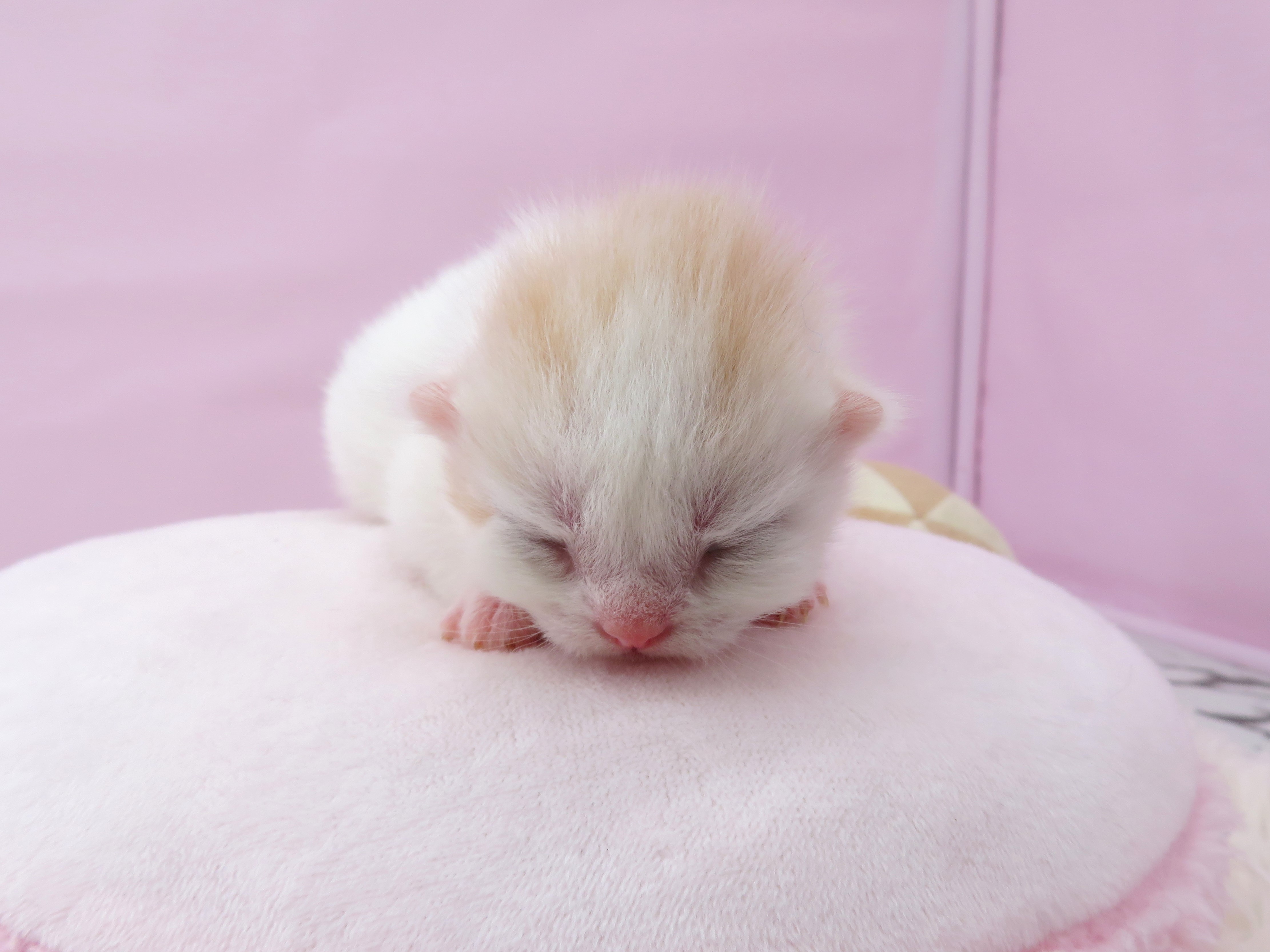 赤ちゃん写真1-1
