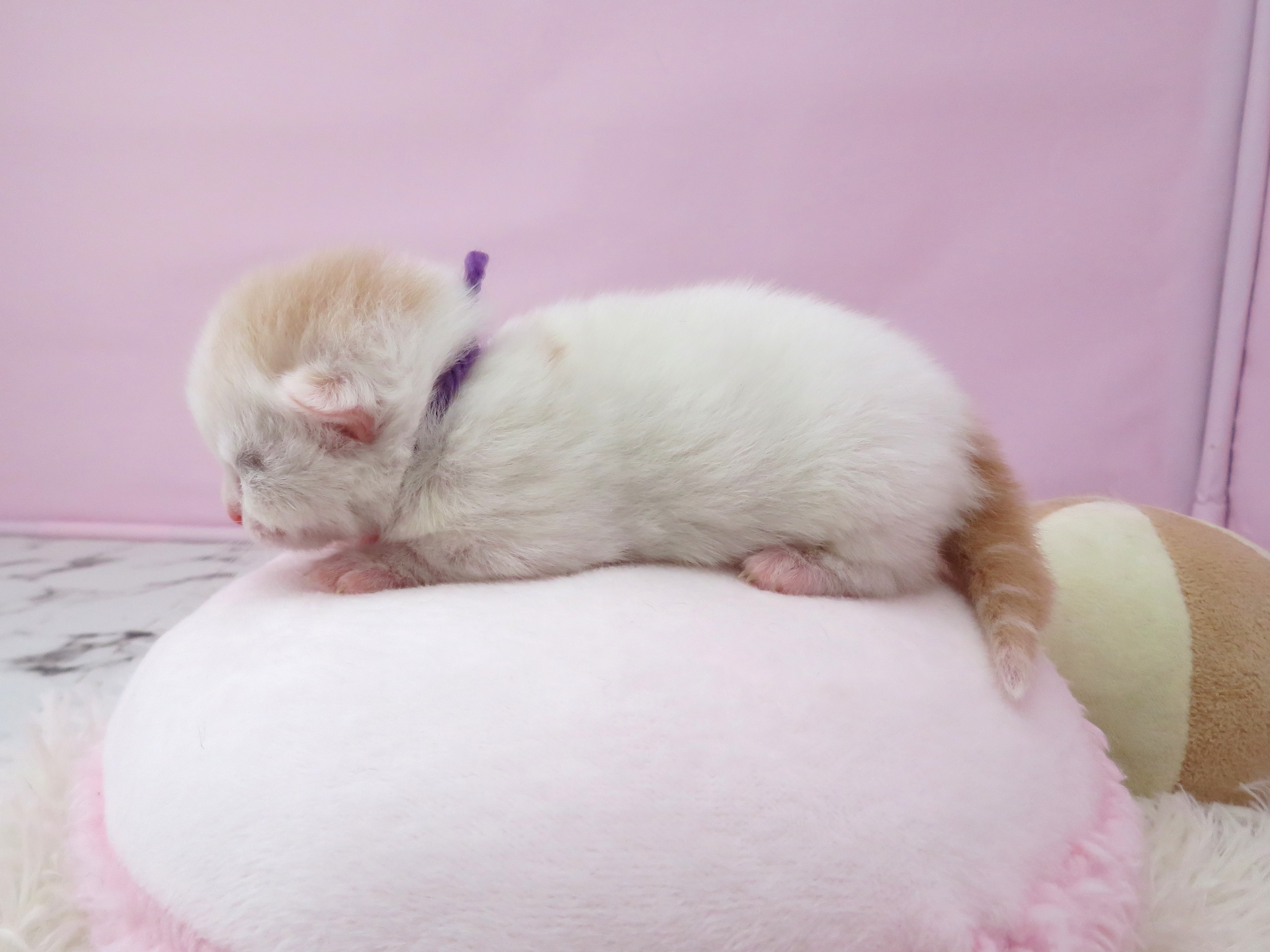 赤ちゃん写真1-2