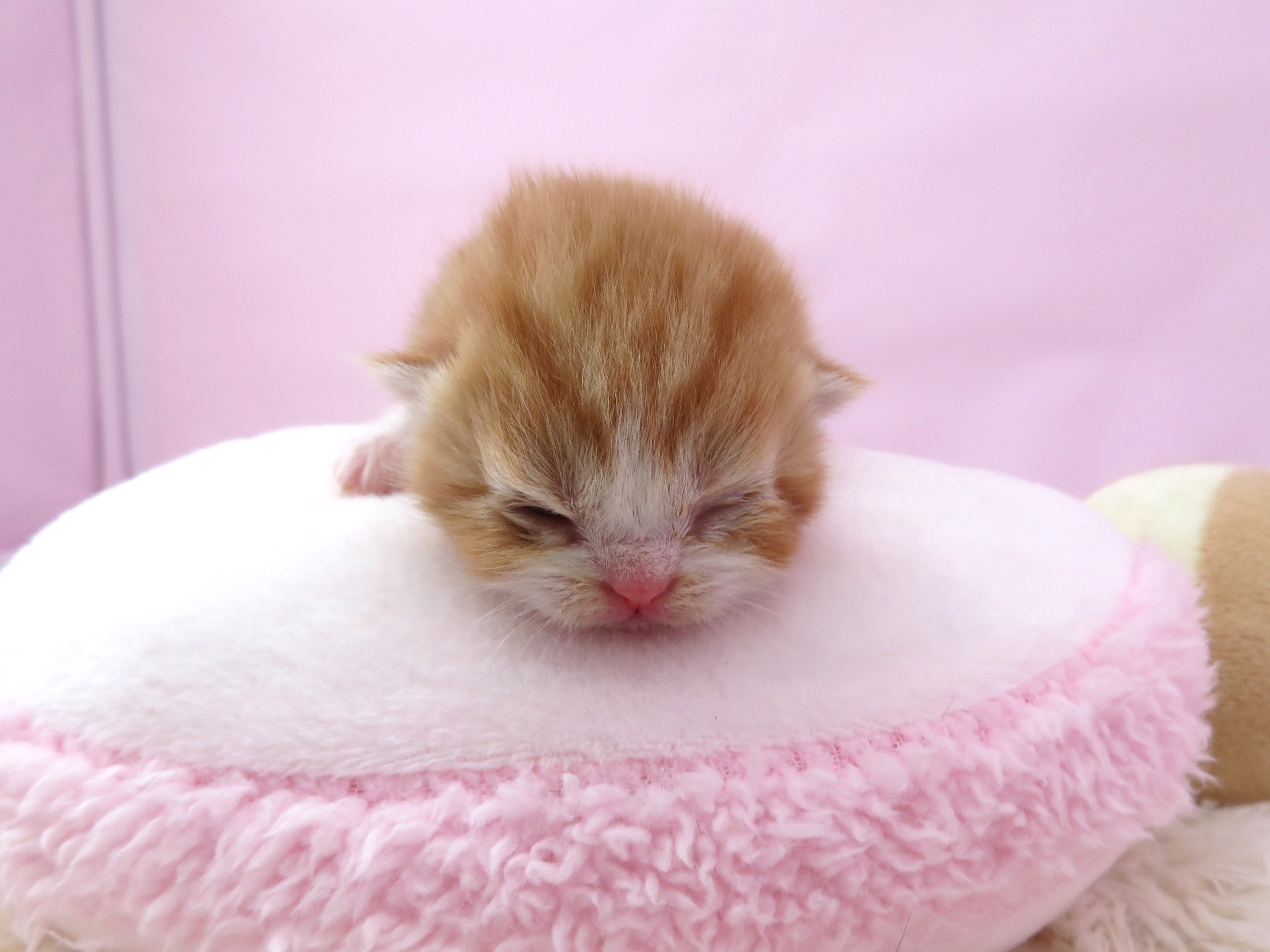 赤ちゃん写真1-1