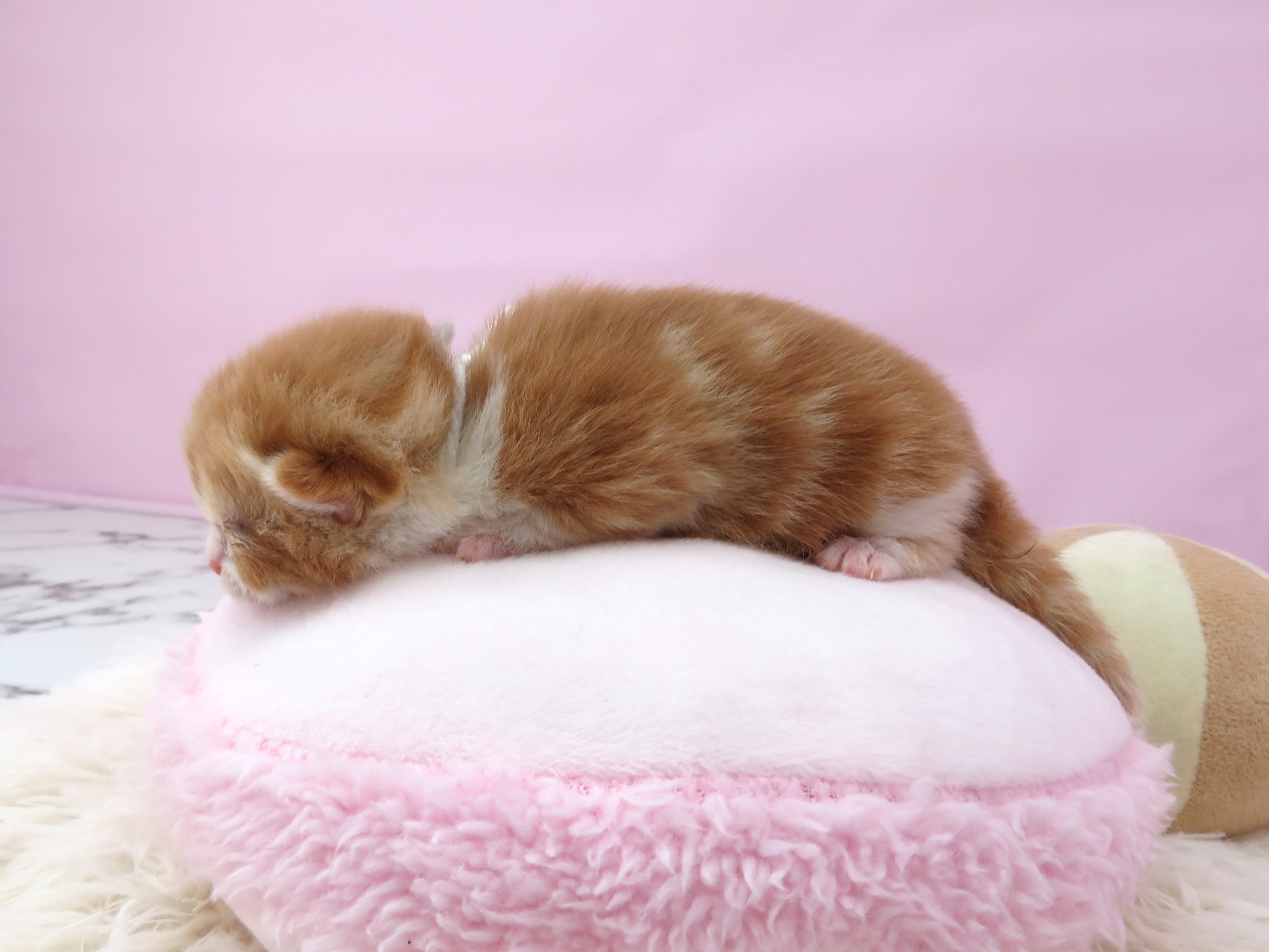赤ちゃん写真1-2
