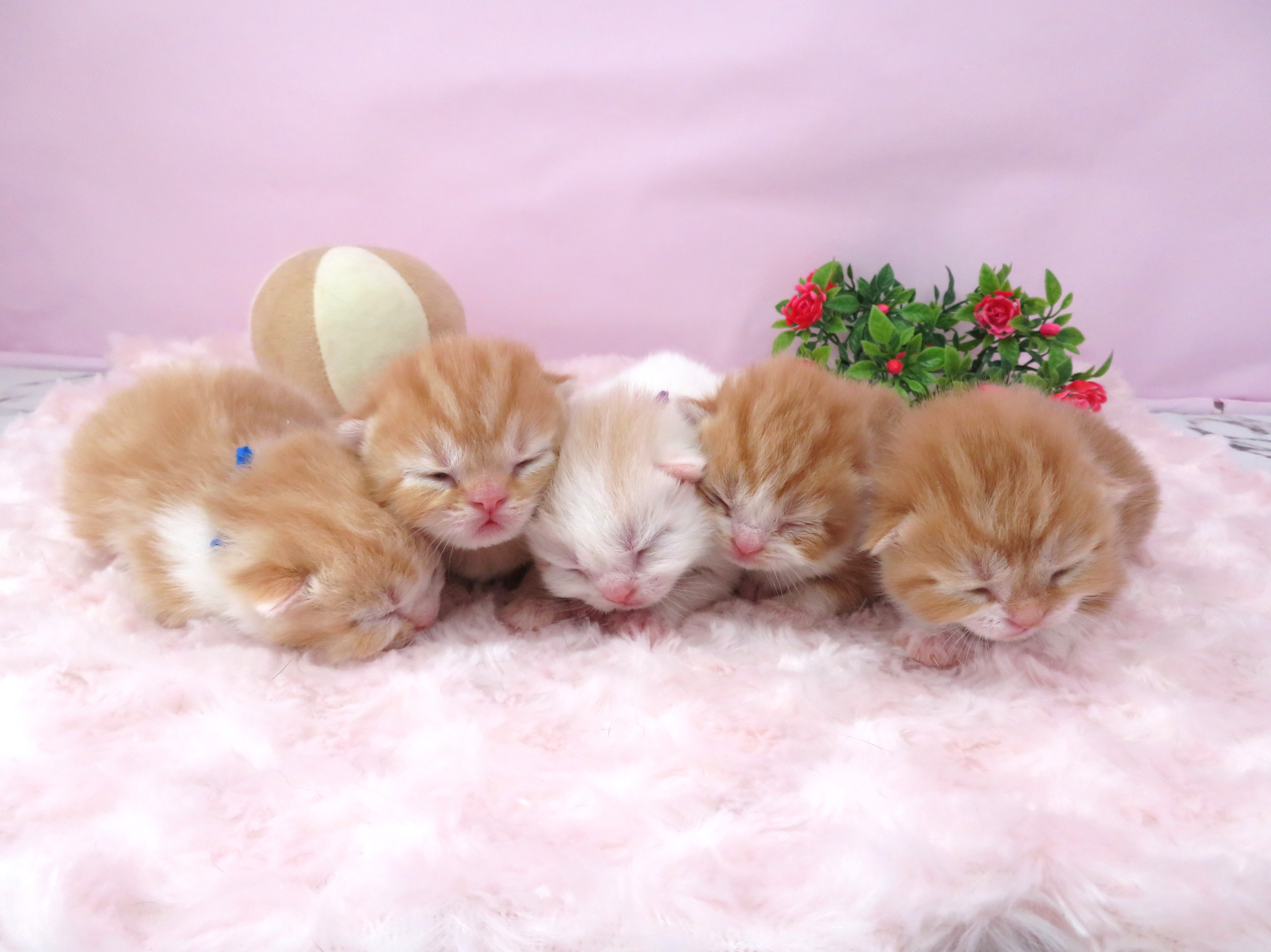 赤ちゃん写真1-3