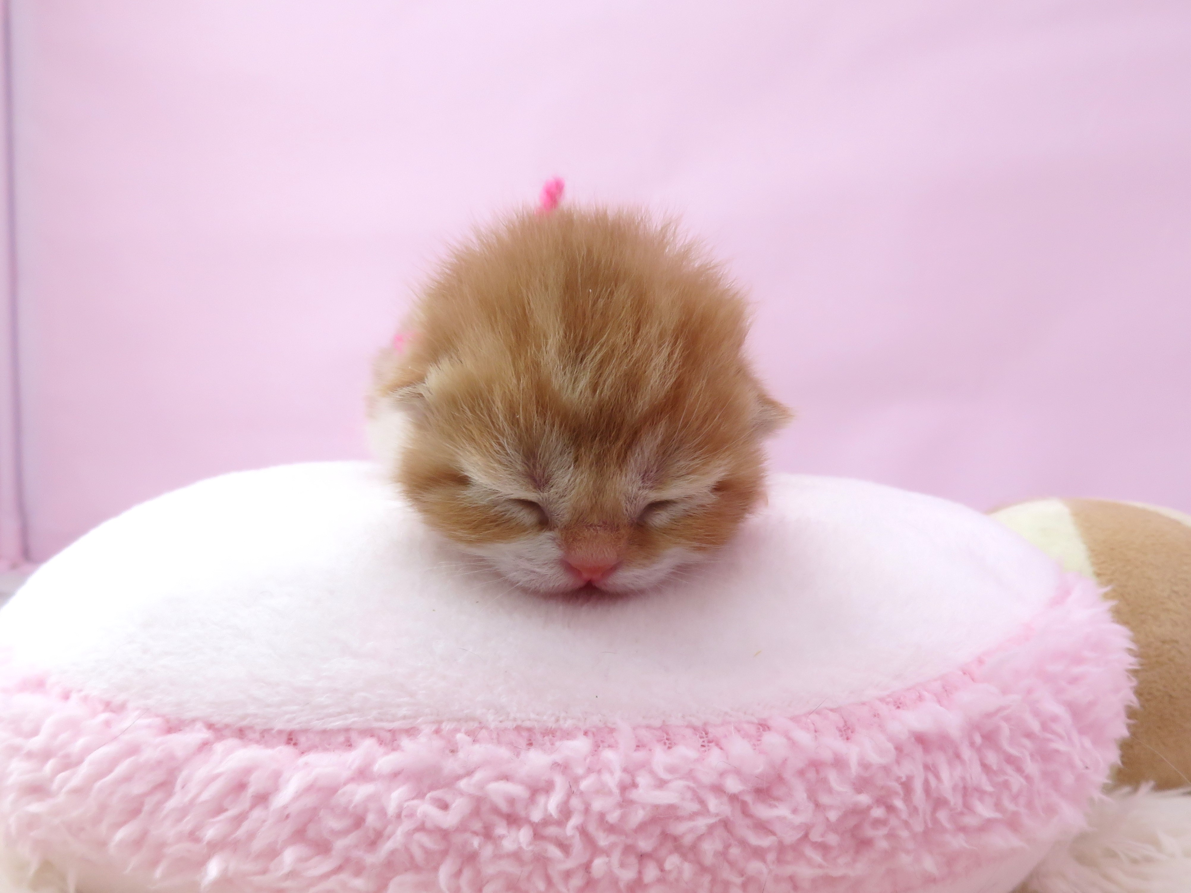 赤ちゃん写真1-1