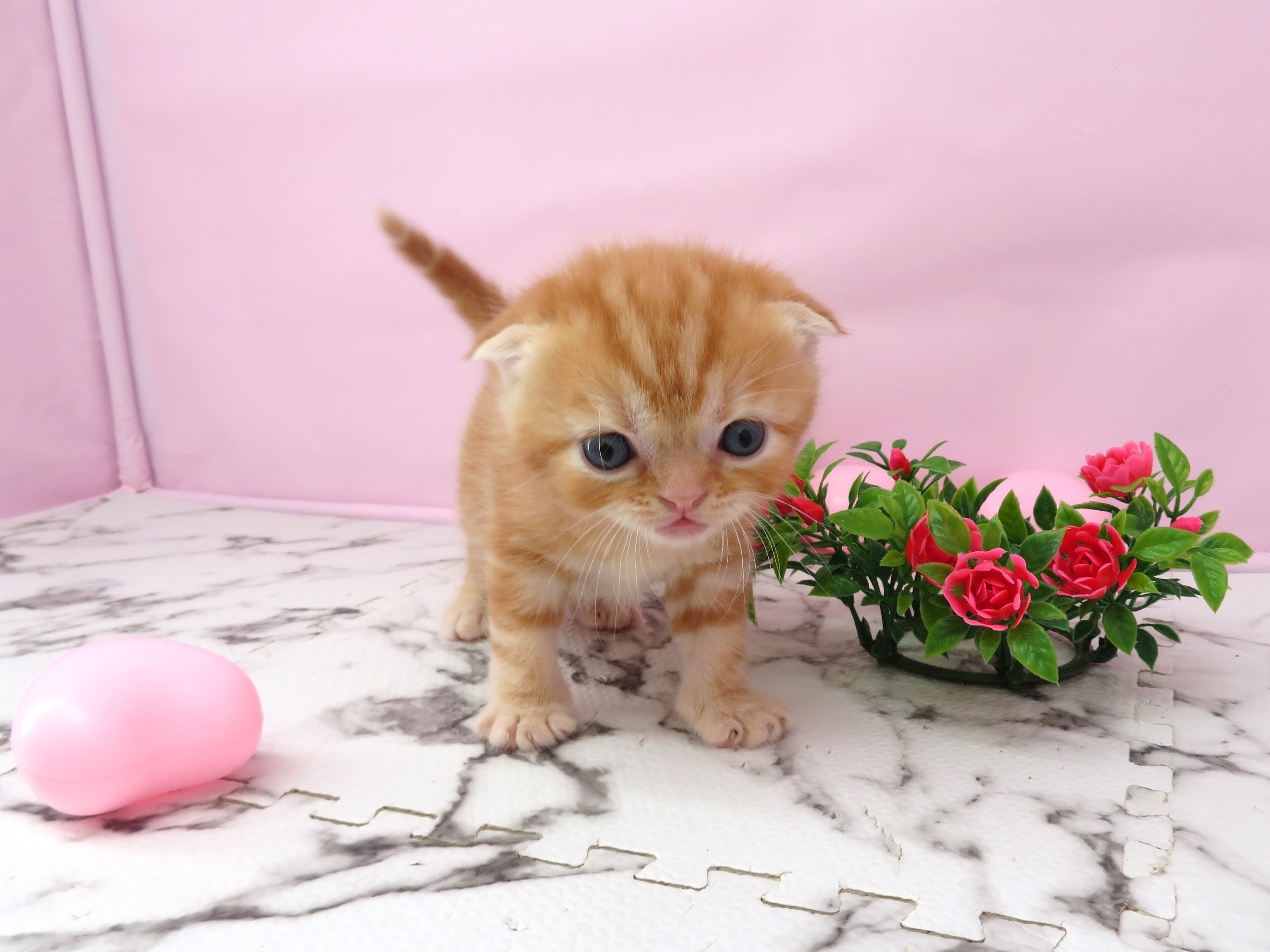 スコティッシュフォールド