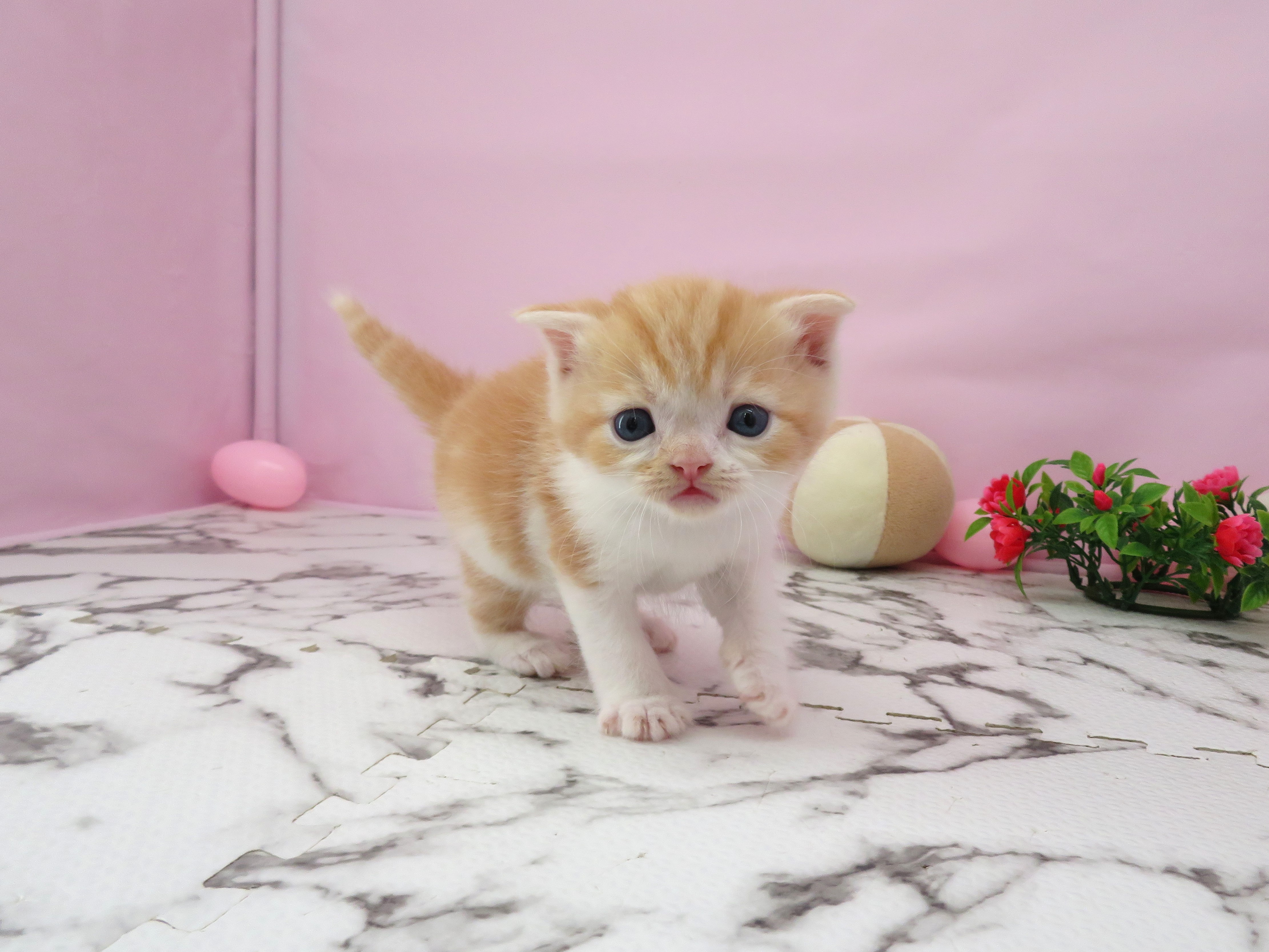 スコティッシュフォールド