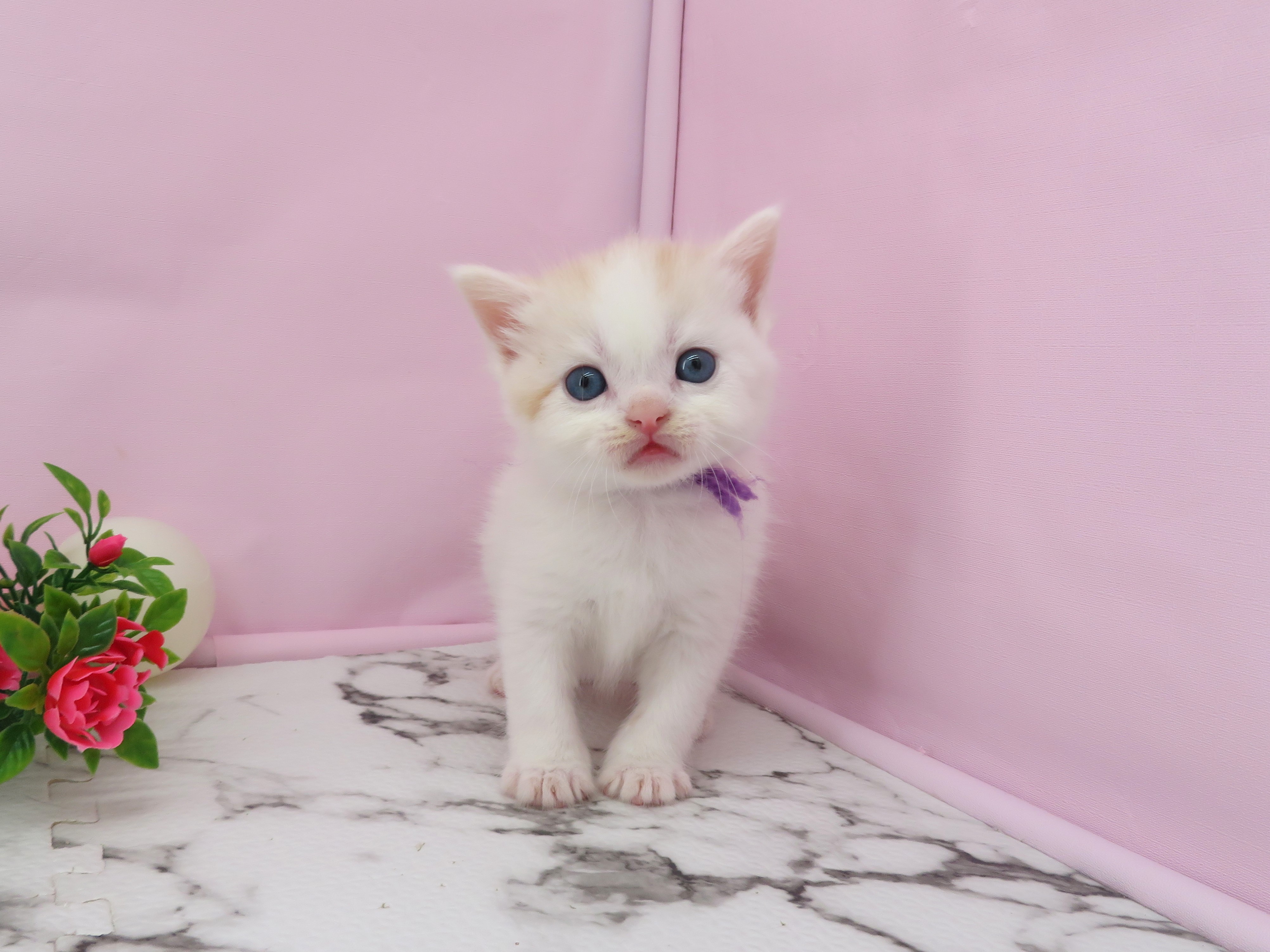 スコティッシュフォールド